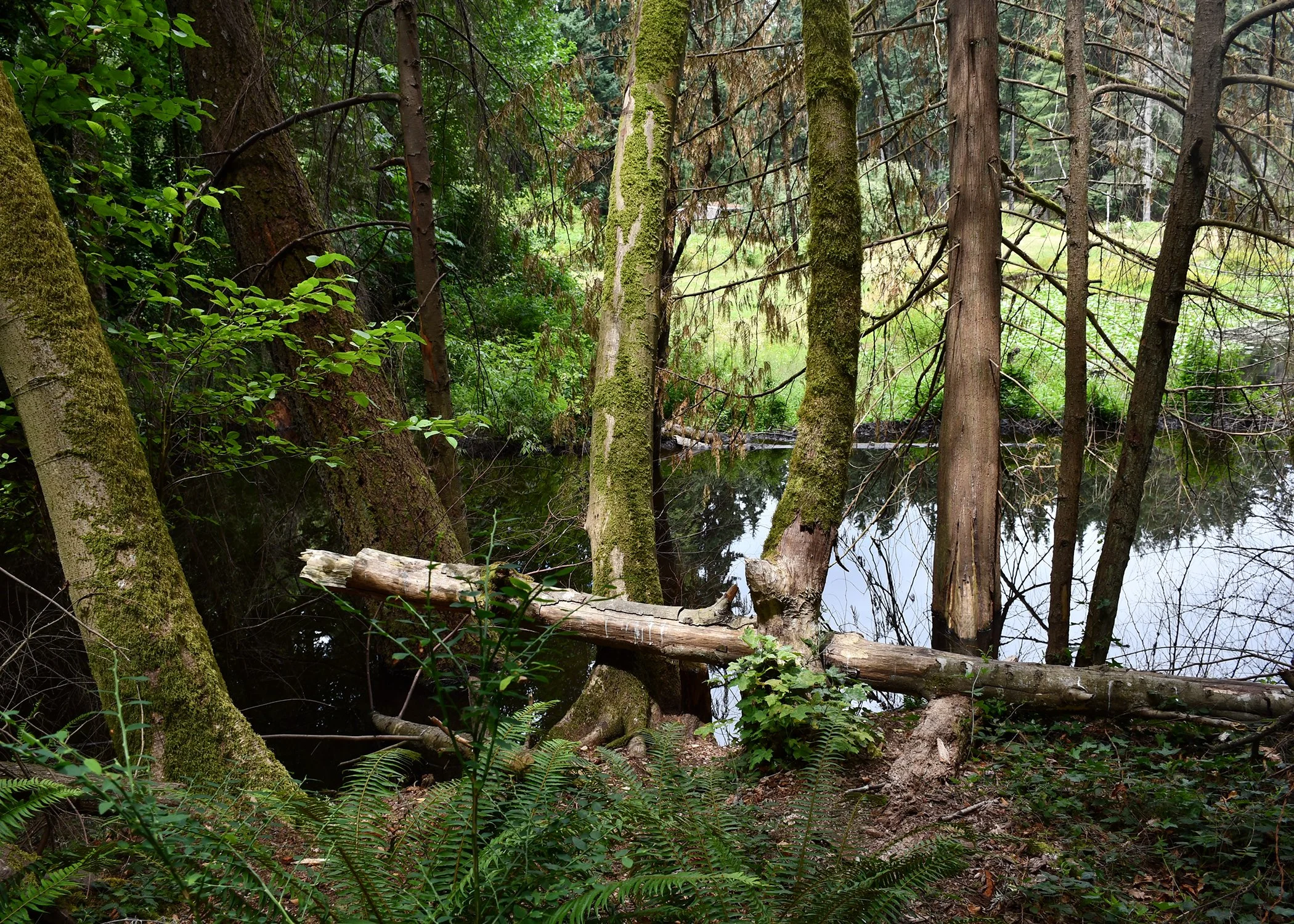 Upper Beaver Dam.jpg