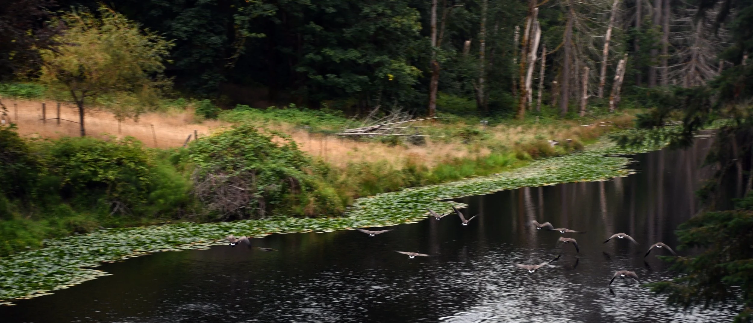 Geese in Flight 2.jpg