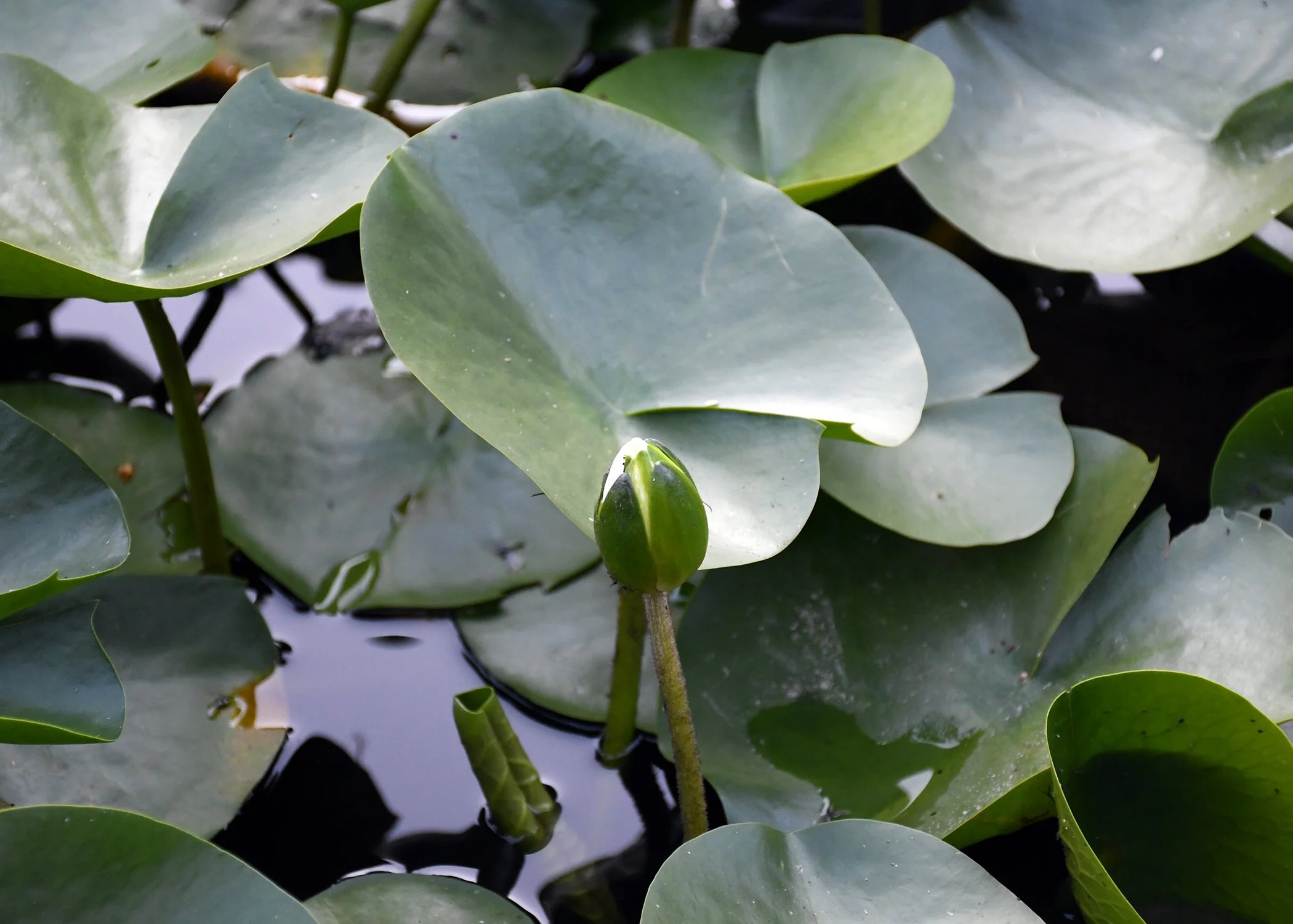 Lily Pad 3.jpg