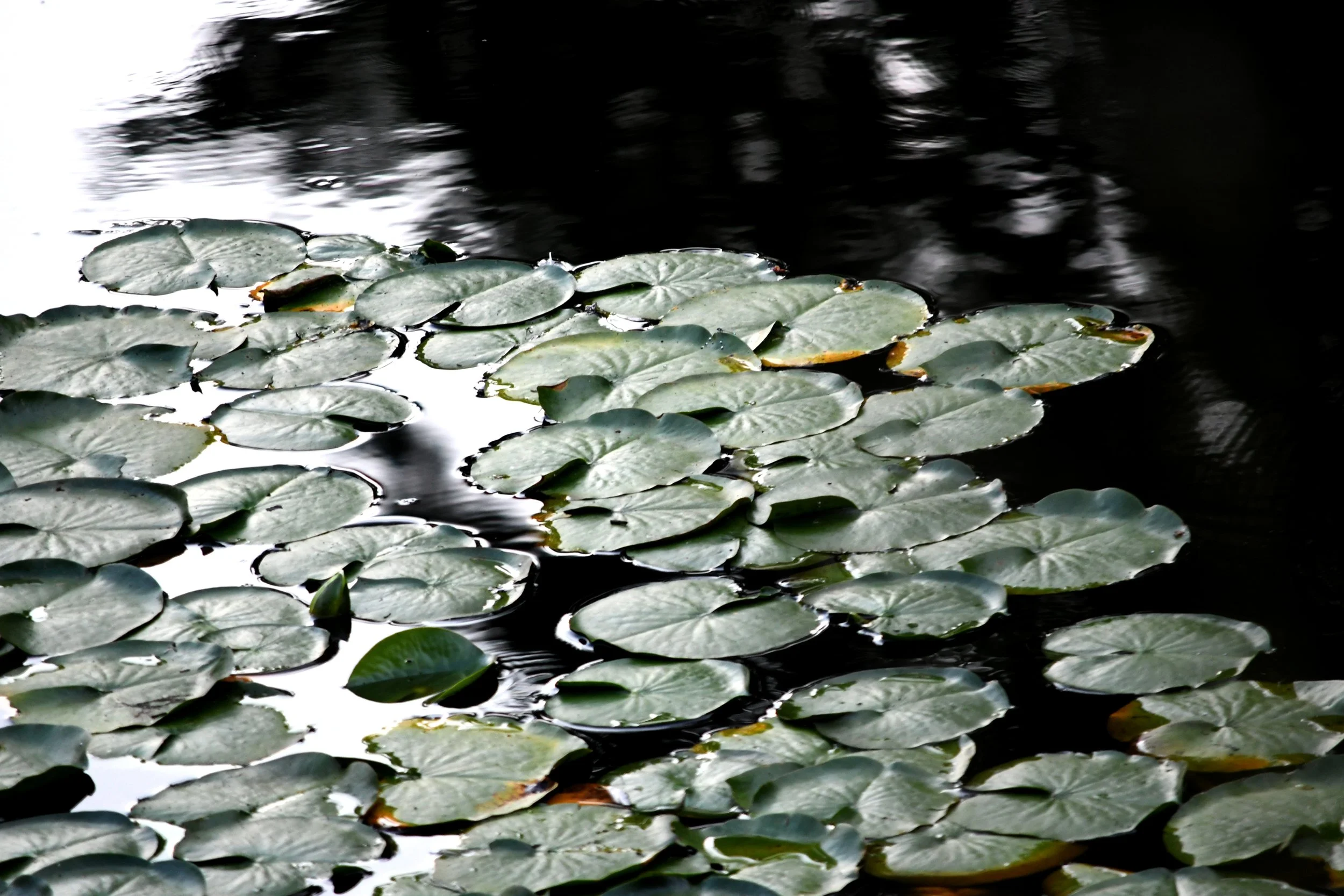 Lily Pad.jpg