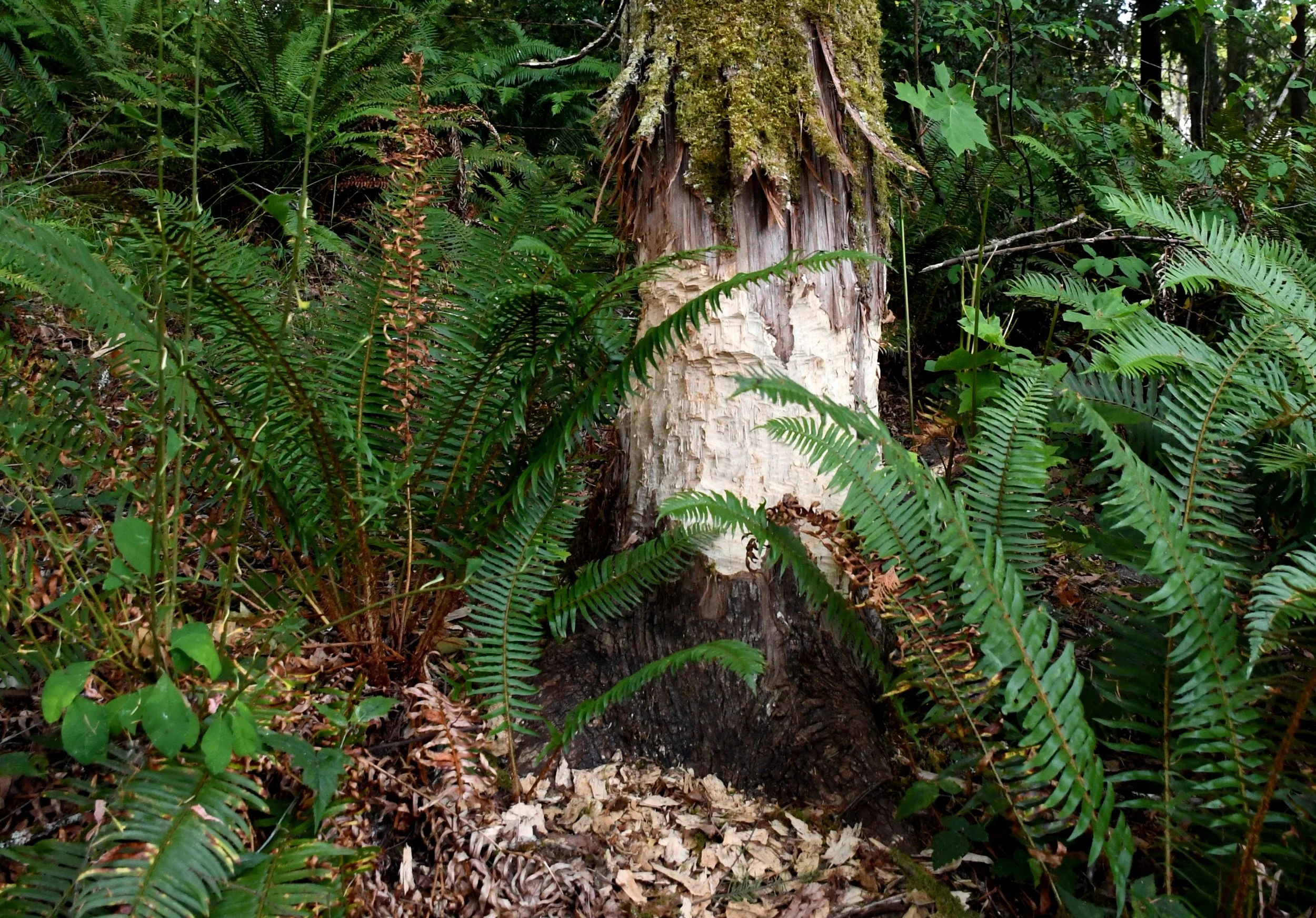 Beaver Tree - LKD_0964.jpg