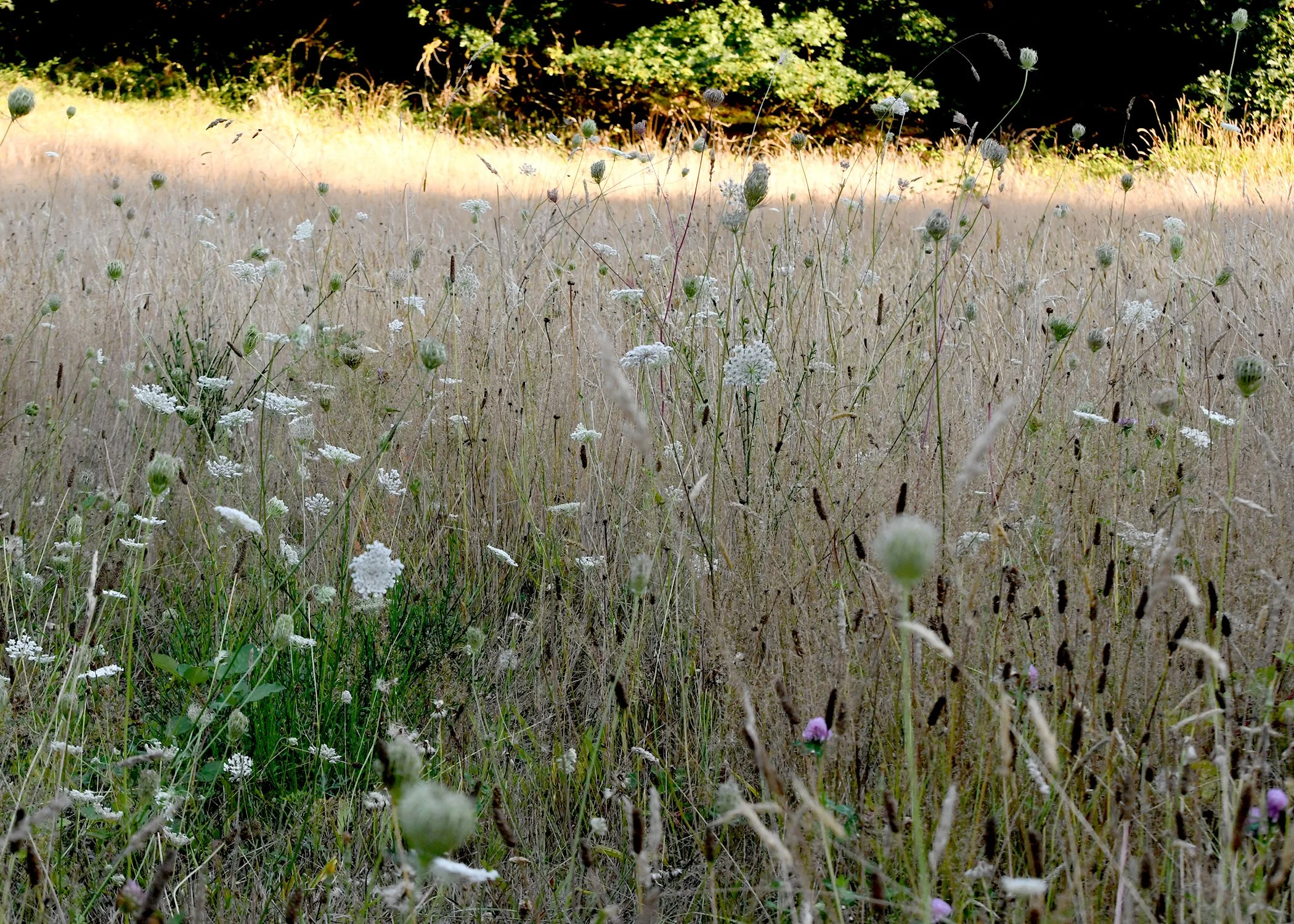 Pasture Grasses.jpg