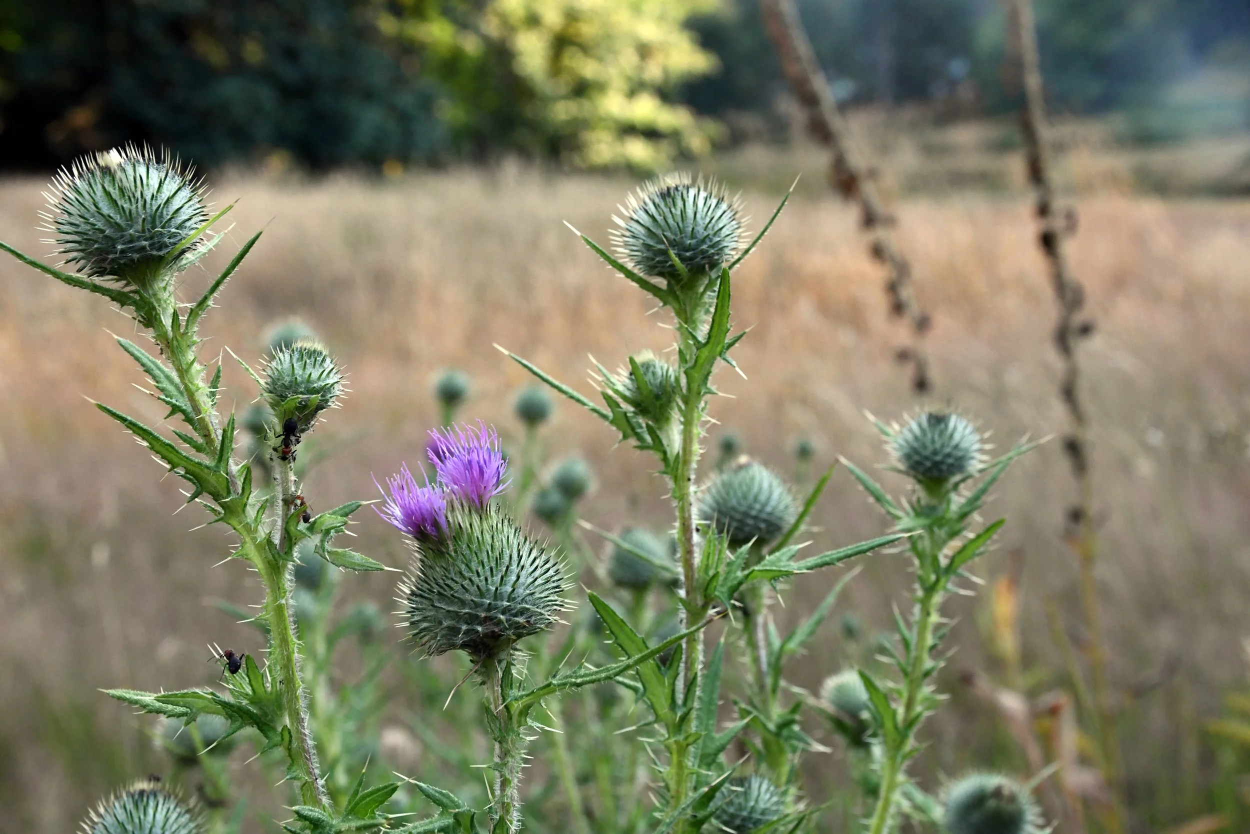 Thistle - LKD_0952.jpg