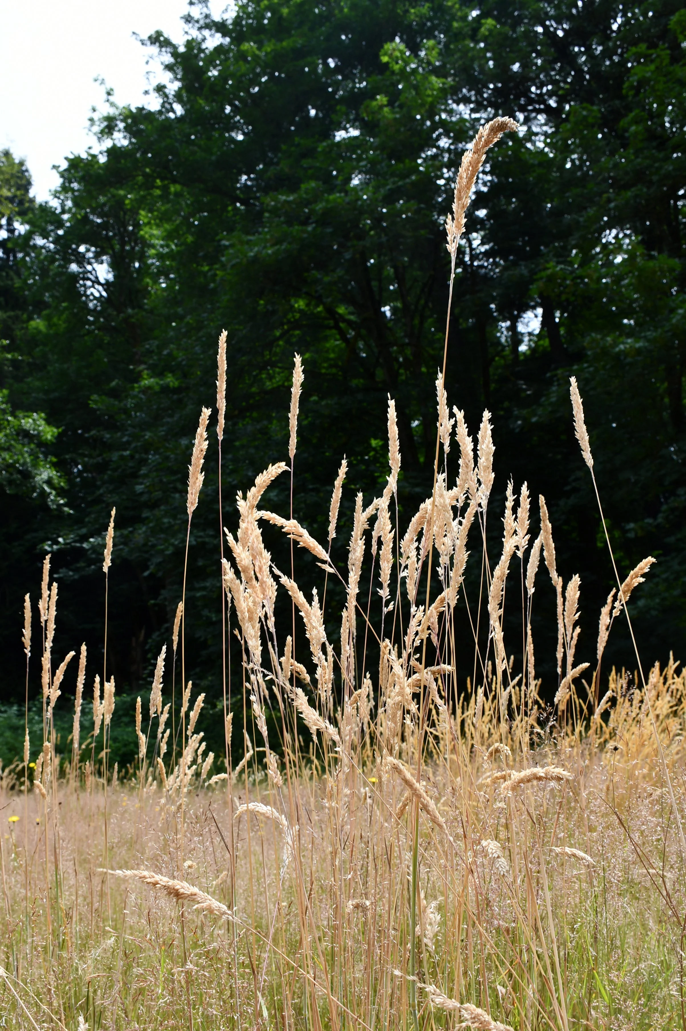 Grass.jpg