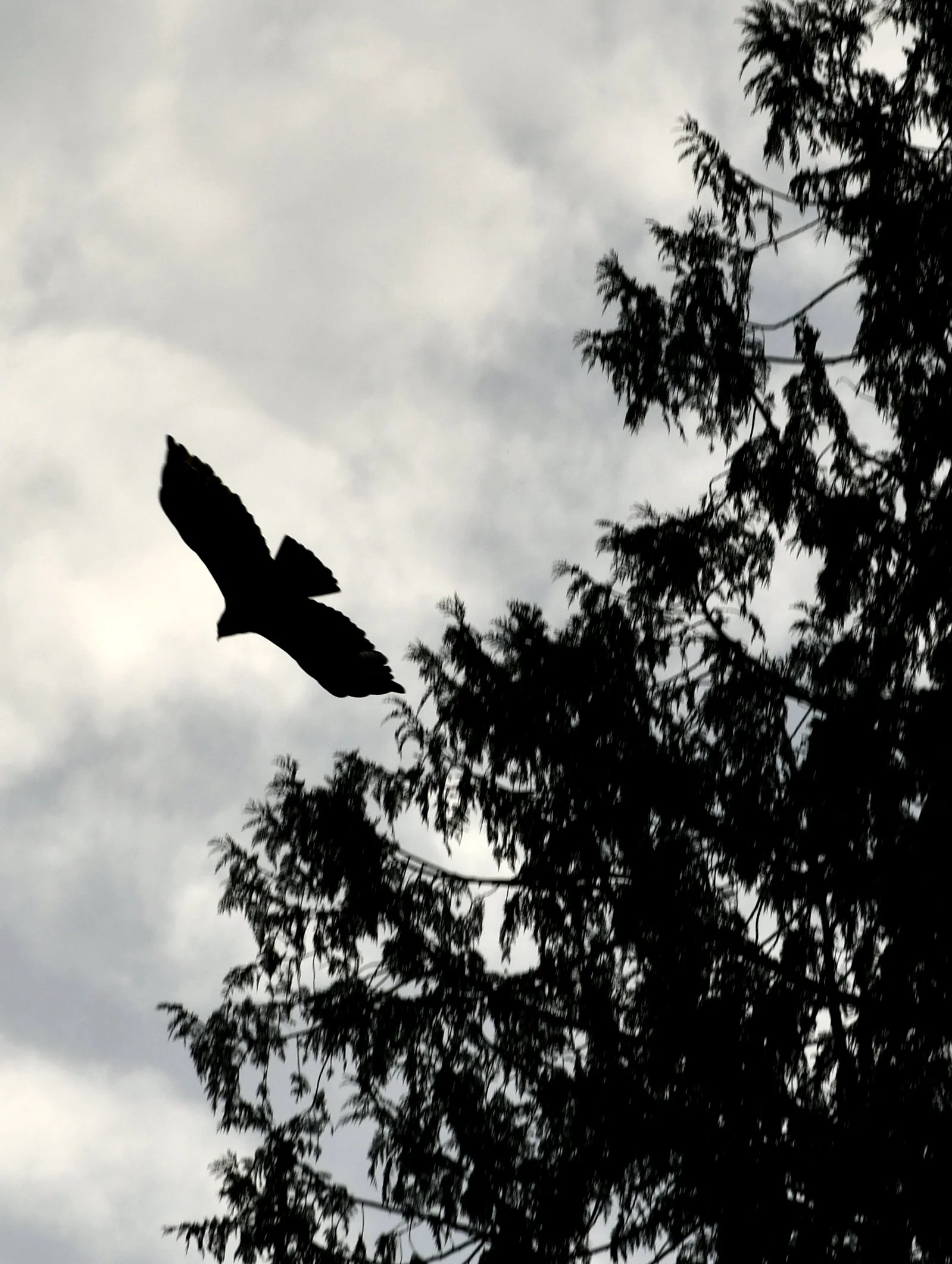 Hawk in Flight.jpg