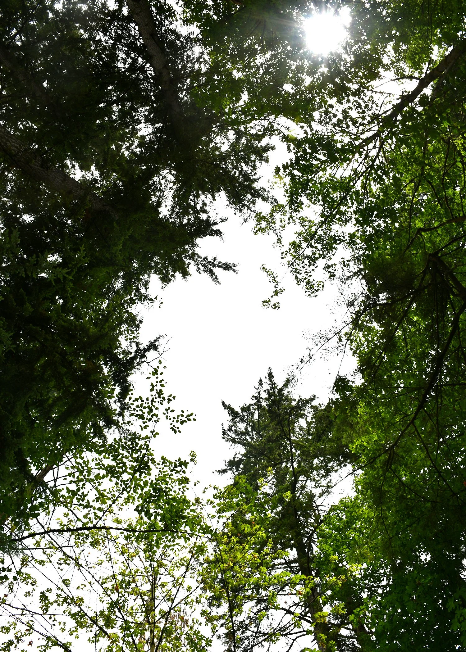 Canopy 2.jpg