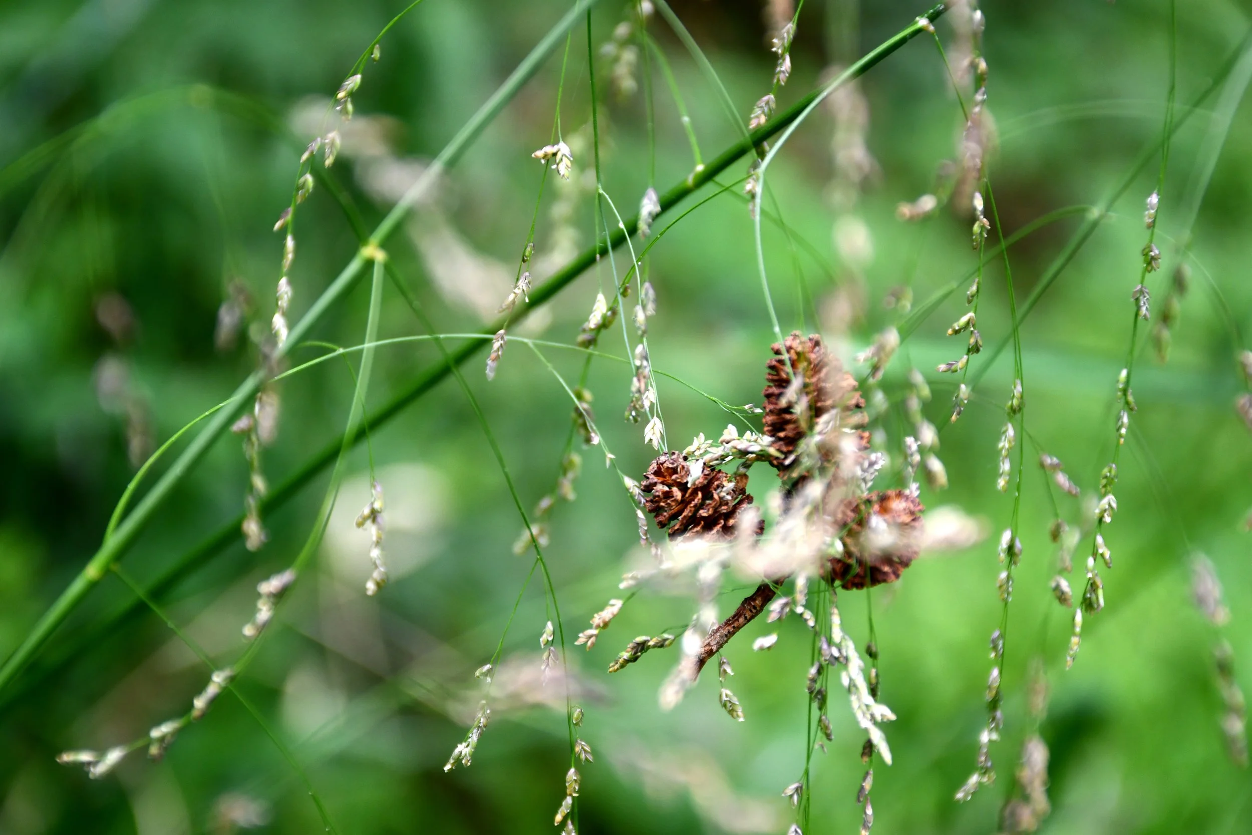 Pinecone Grass.jpg