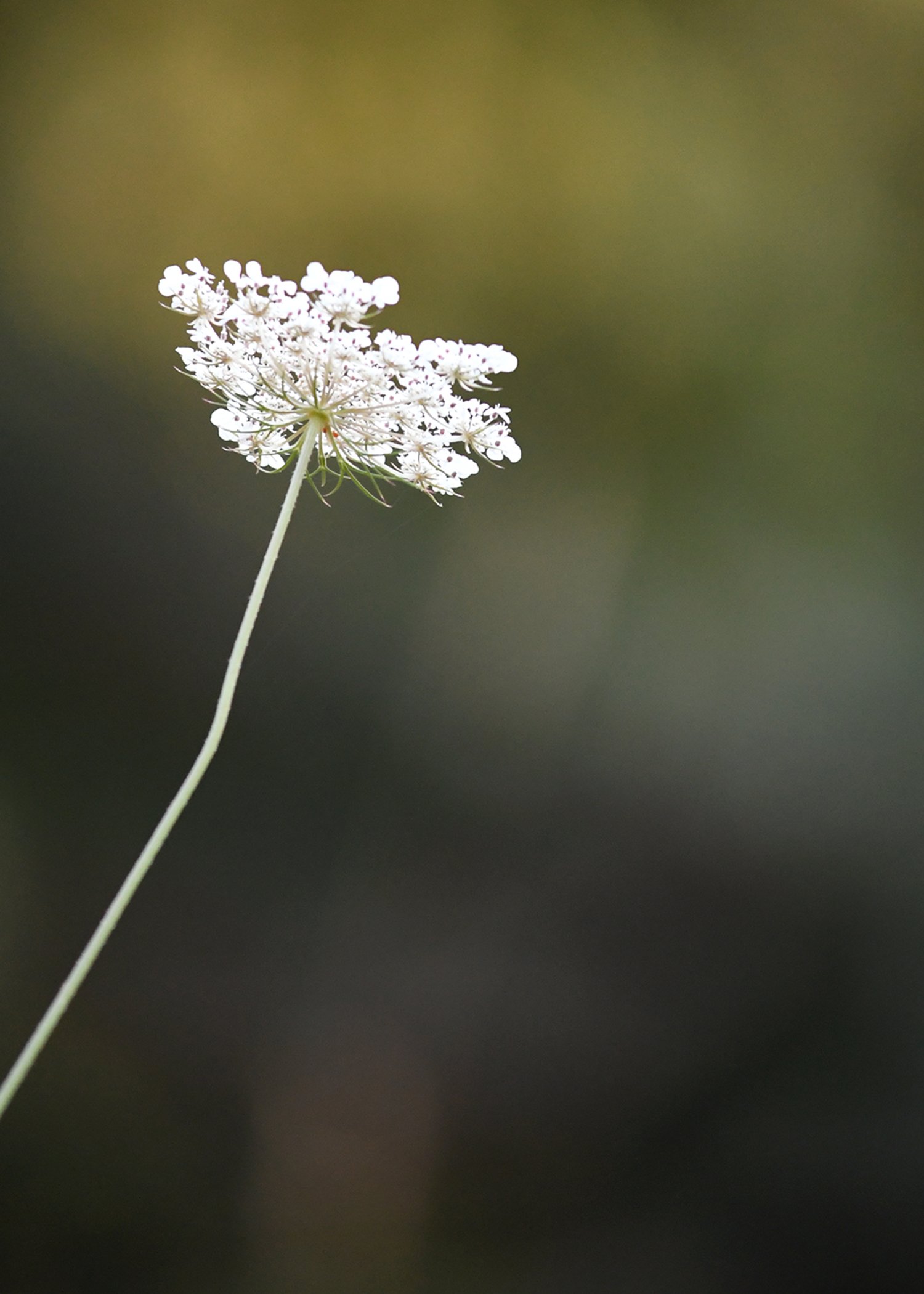 Flower.jpg