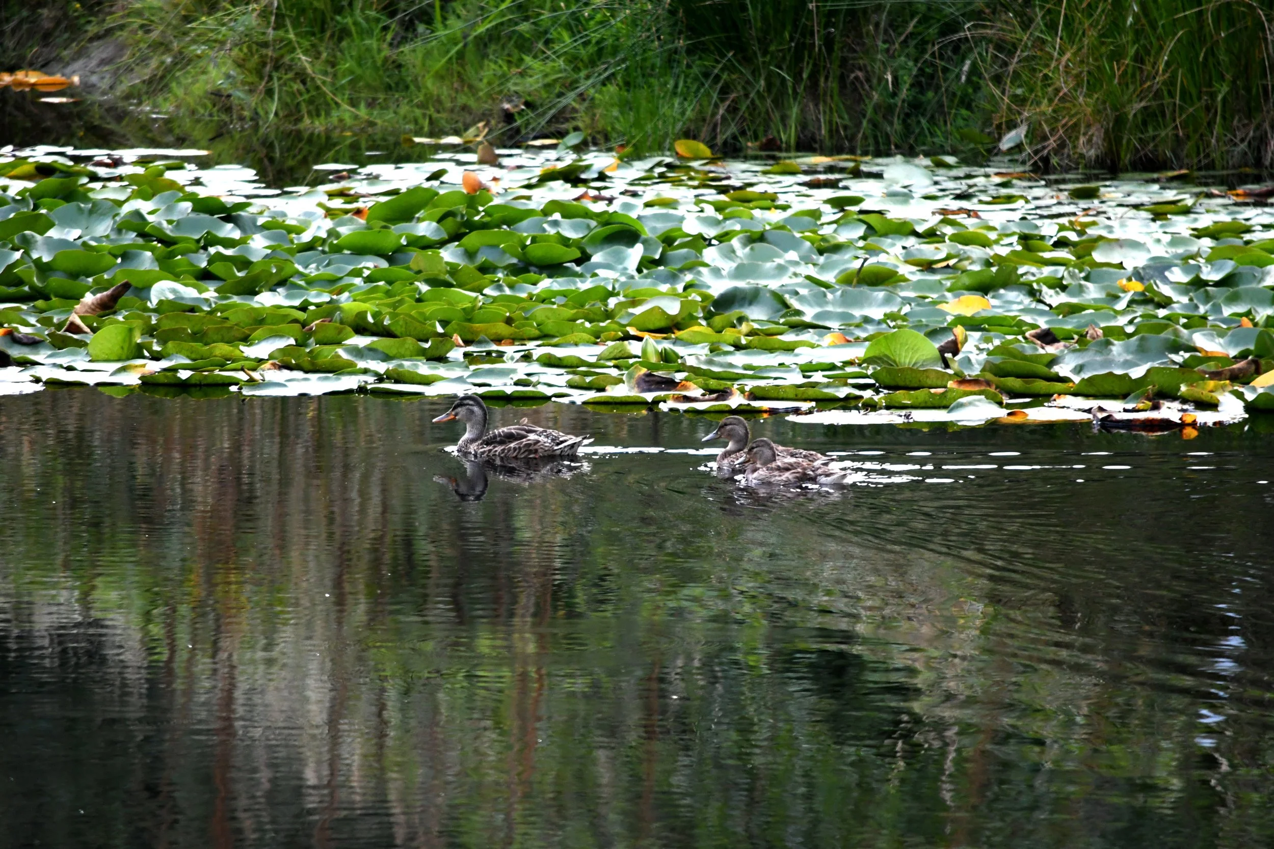 Ducks Swimming.jpg