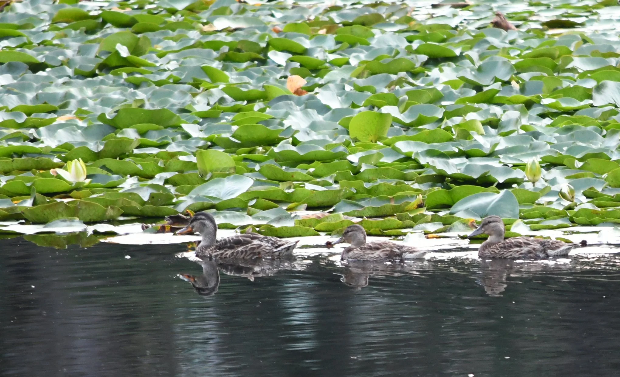 Ducks and Lily Pad.jpg