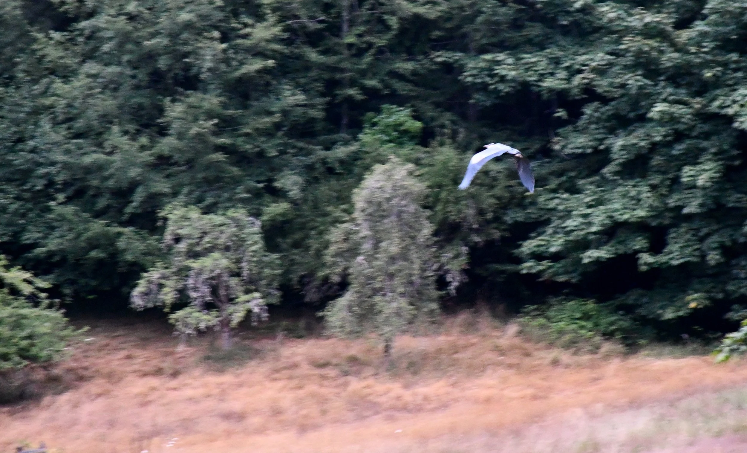 Heron in Flight.jpg