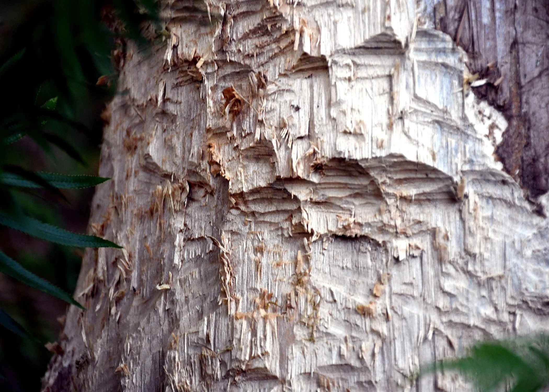 Beaver bark.jpg