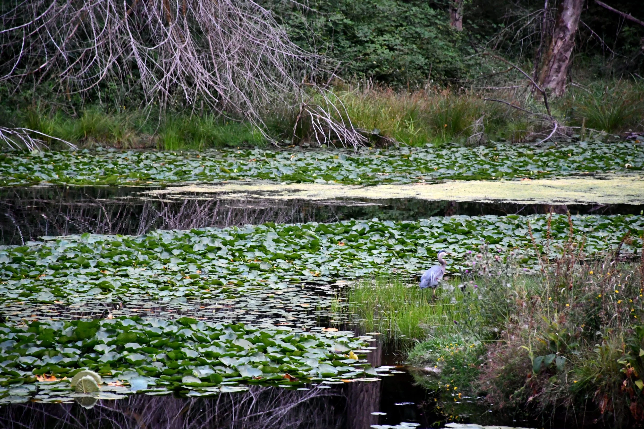 Heron on Island 2.jpg