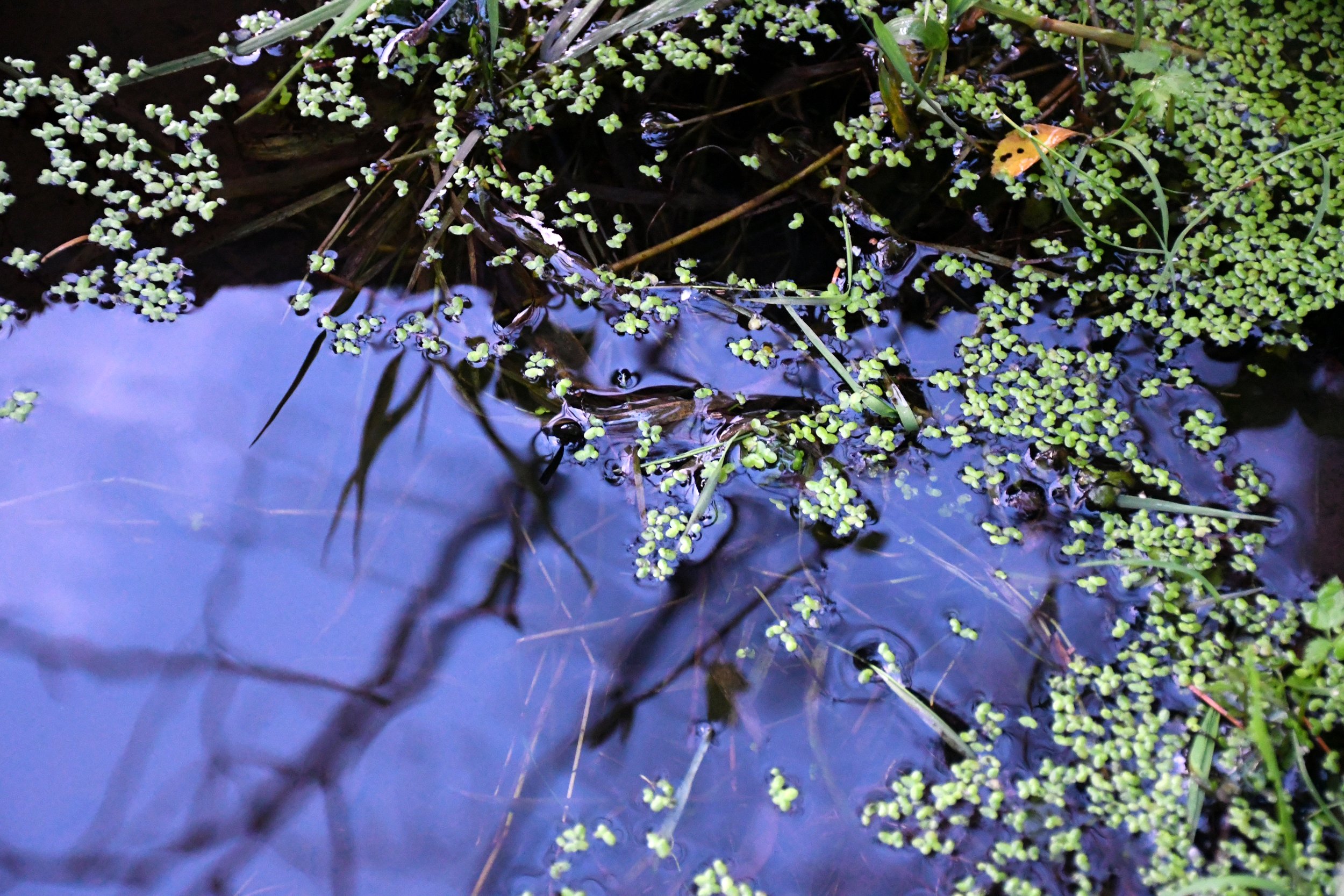 Pond Surface 2.jpg
