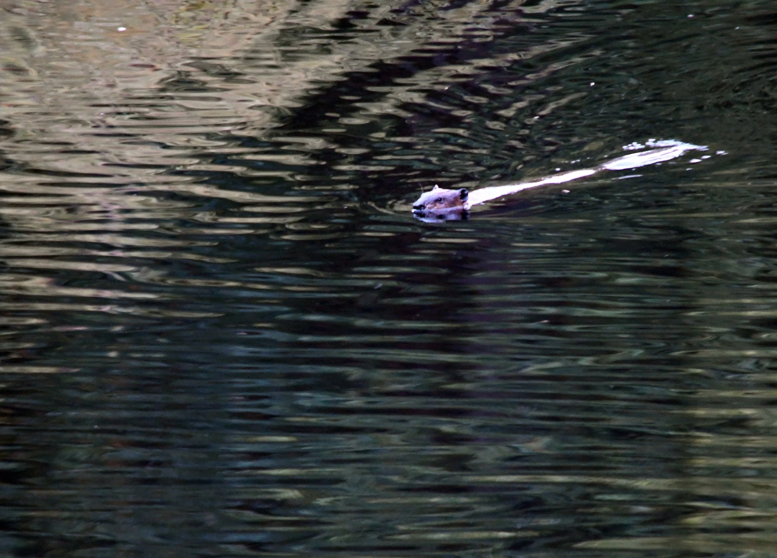 Beaver Swim 2.jpg