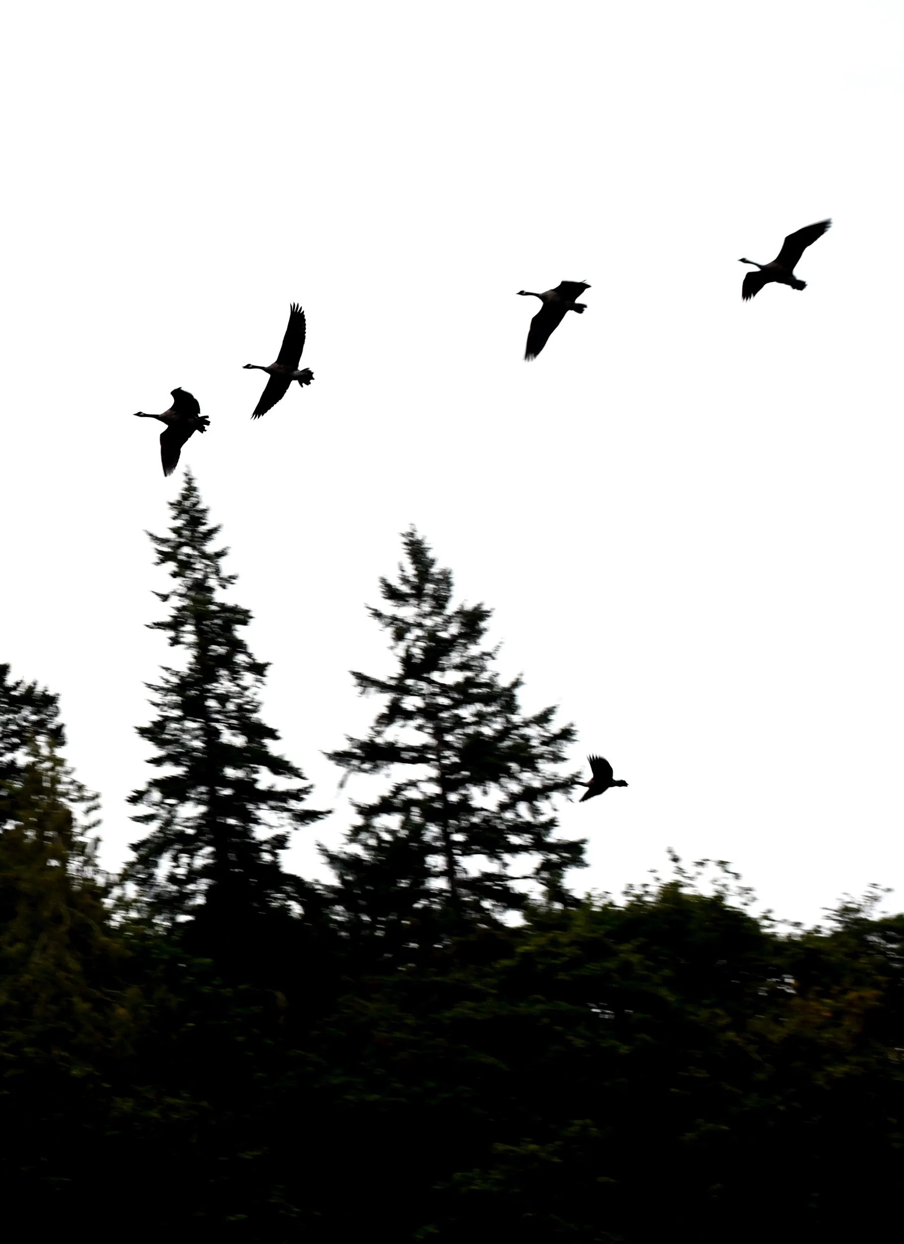 Geese in Flight.jpg