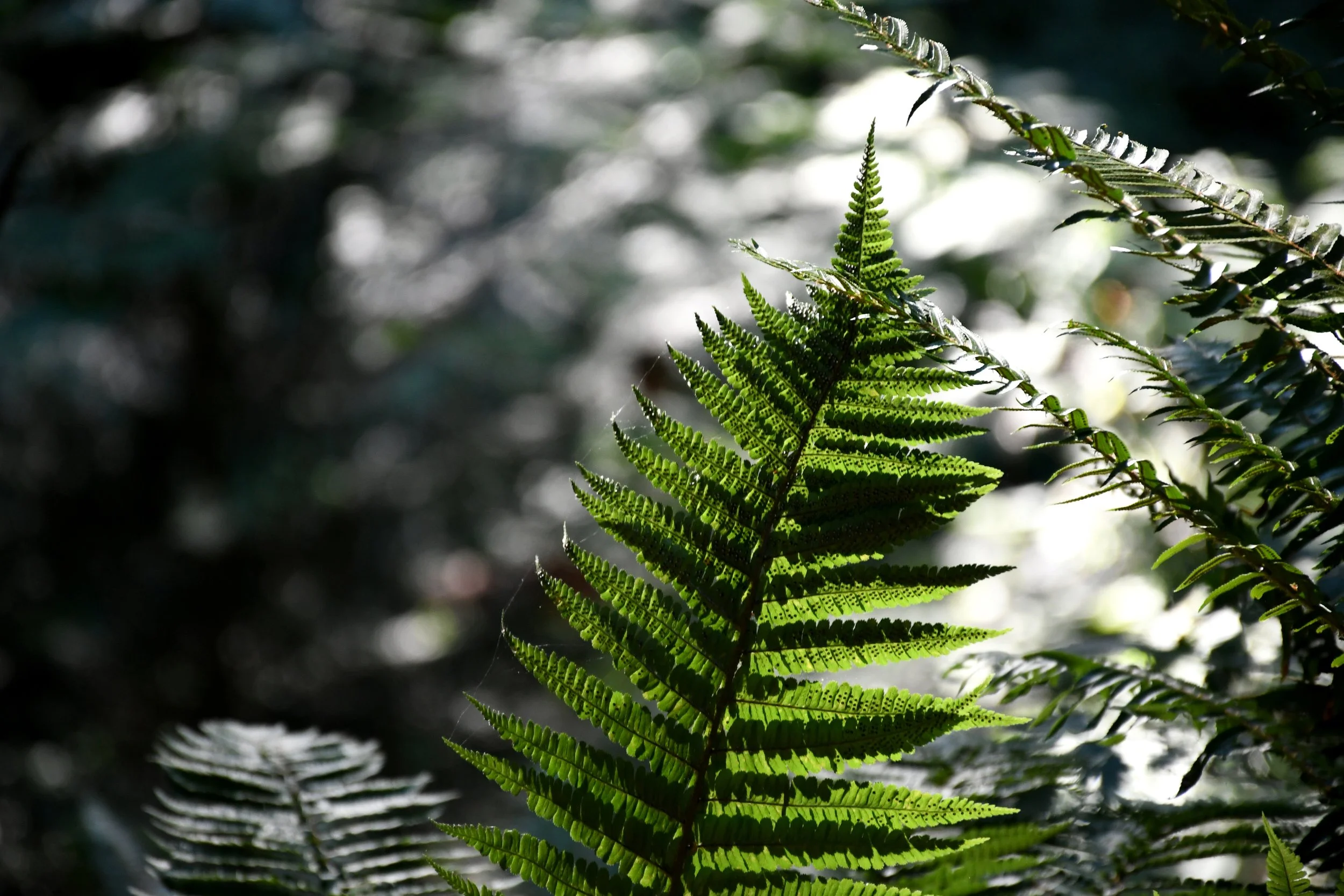 Background Ferns.jpg