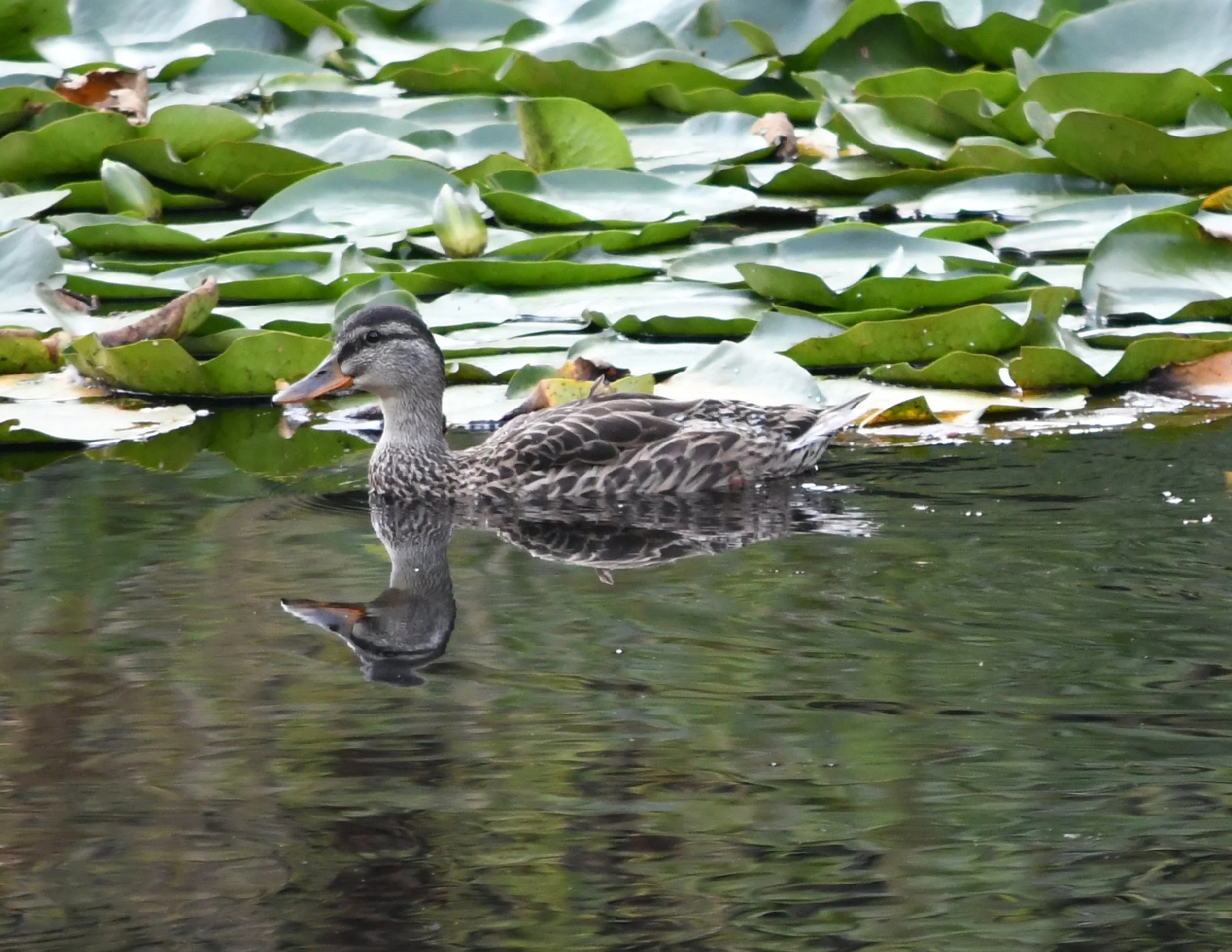 Duck Refelection.jpg