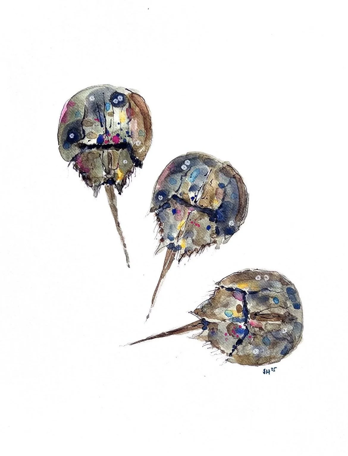CAPE SPRING (2025)
16x20 Watercolor/Charcoal 
*Cape Cod Art Center "Viewers' Choice" Spring National Show 2026