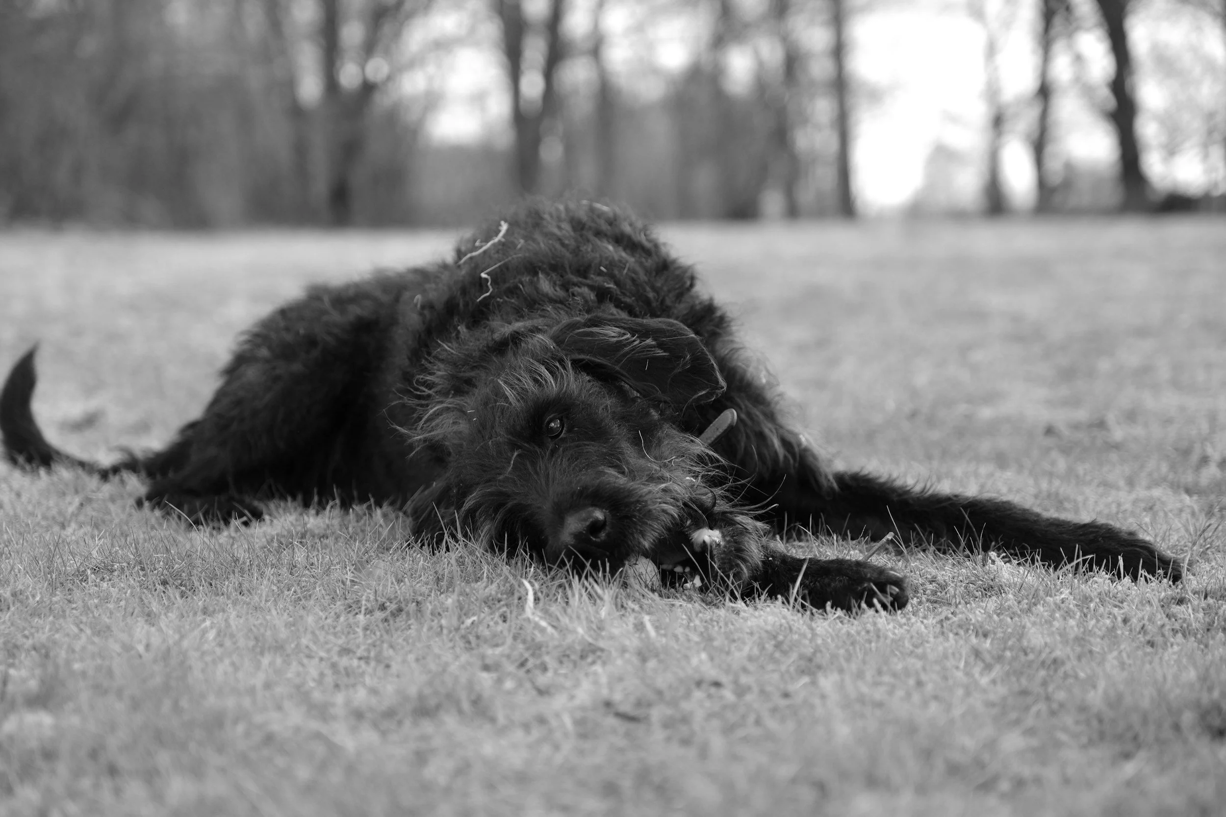 A black dog lying on the grass and chewing on a bone or toy in an outdoor park with trees in the background, in black and white.