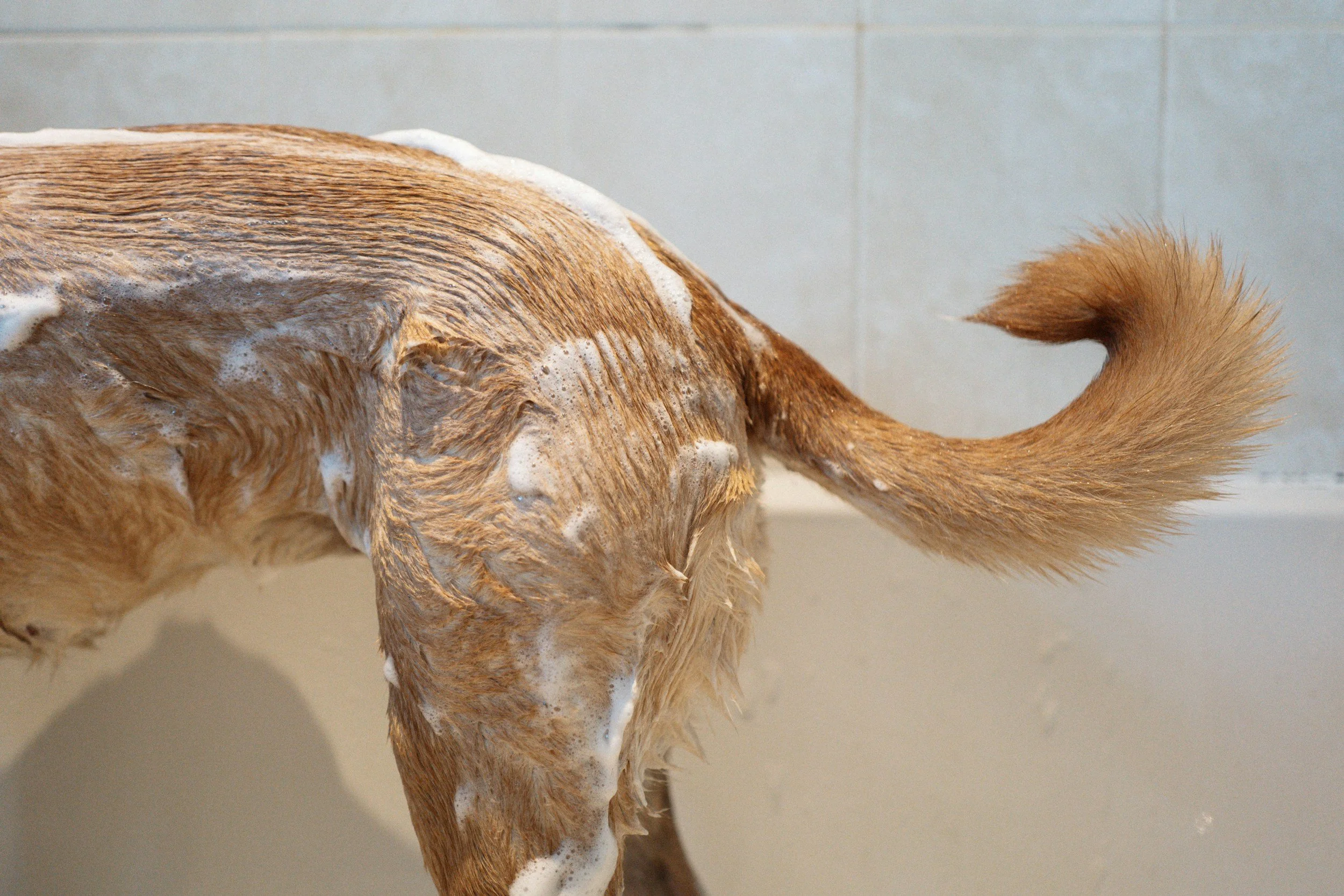 A dog bathing in a tub, with visible soap suds on its fur and a curved tail.