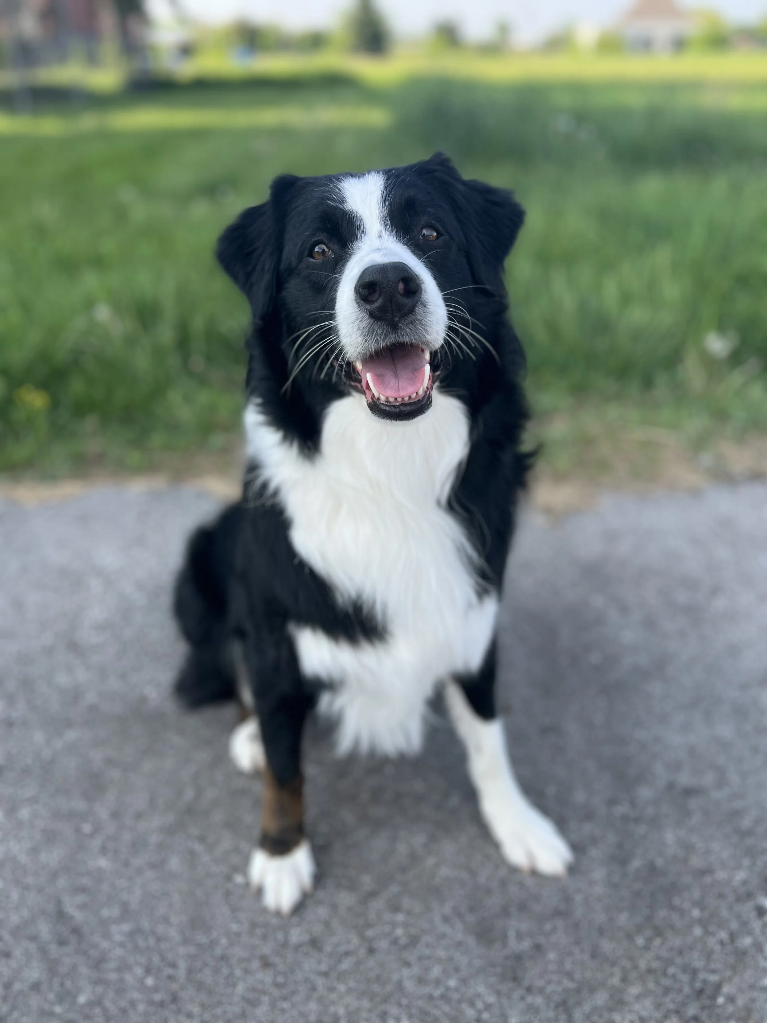 A happy black and white dog sitting on a paved path with grass and trees in the background.