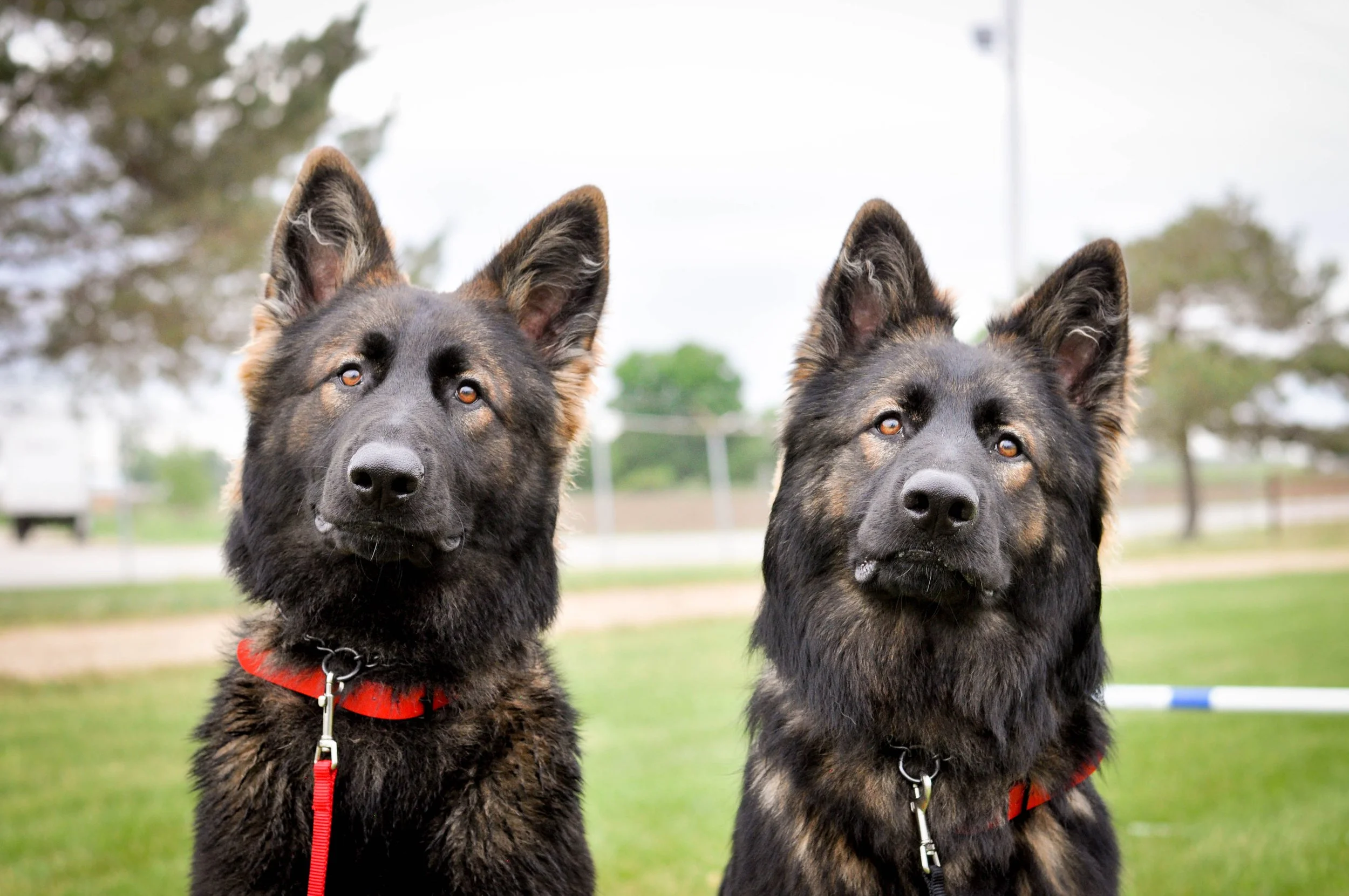 Two German Shepherd dogs sitting outdoors with alert expressions, green grass, trees, and a cloudy sky in the background.