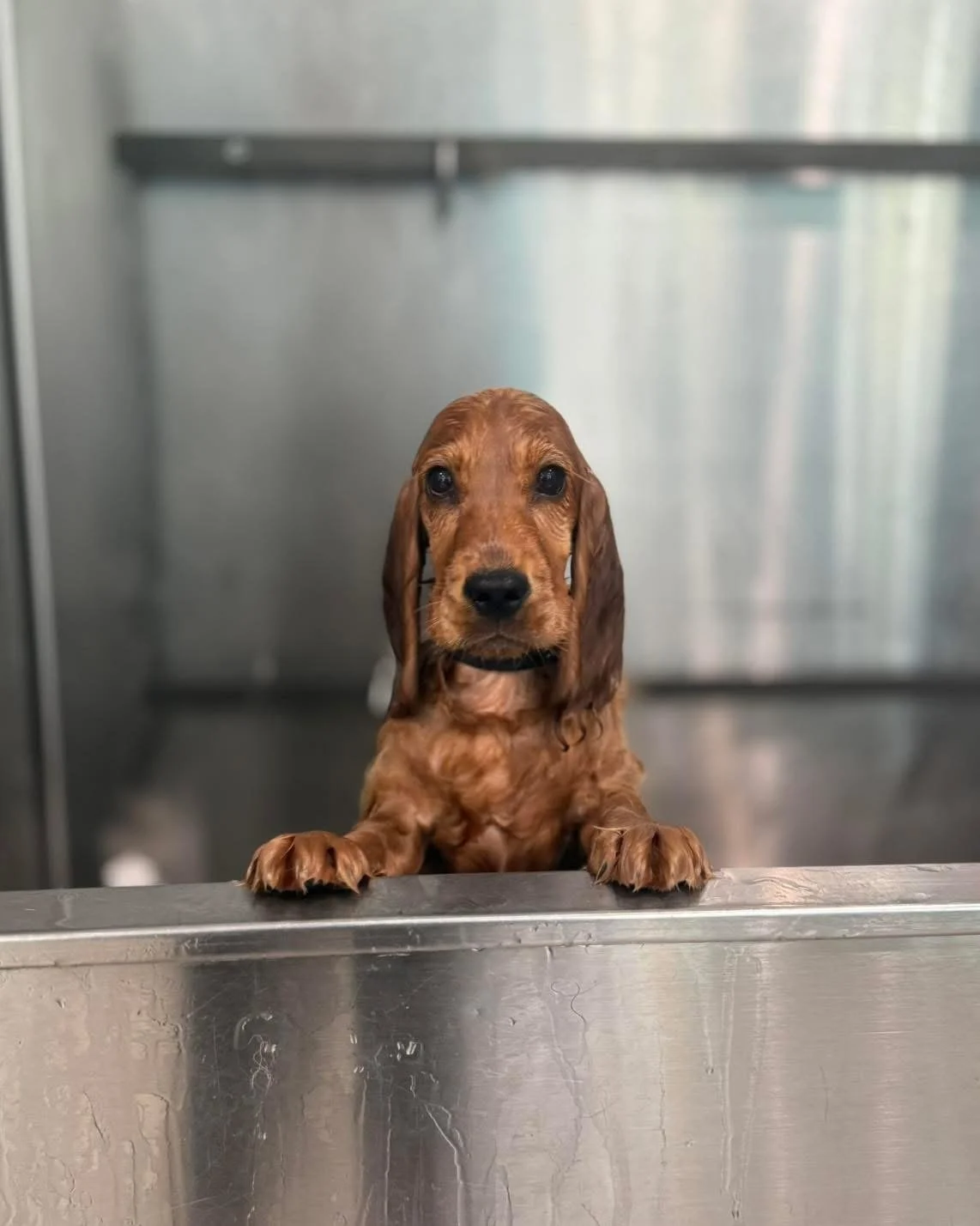 A wet, curly-haired puppy sitting in a stainless steel bathtub, looking at the camera.