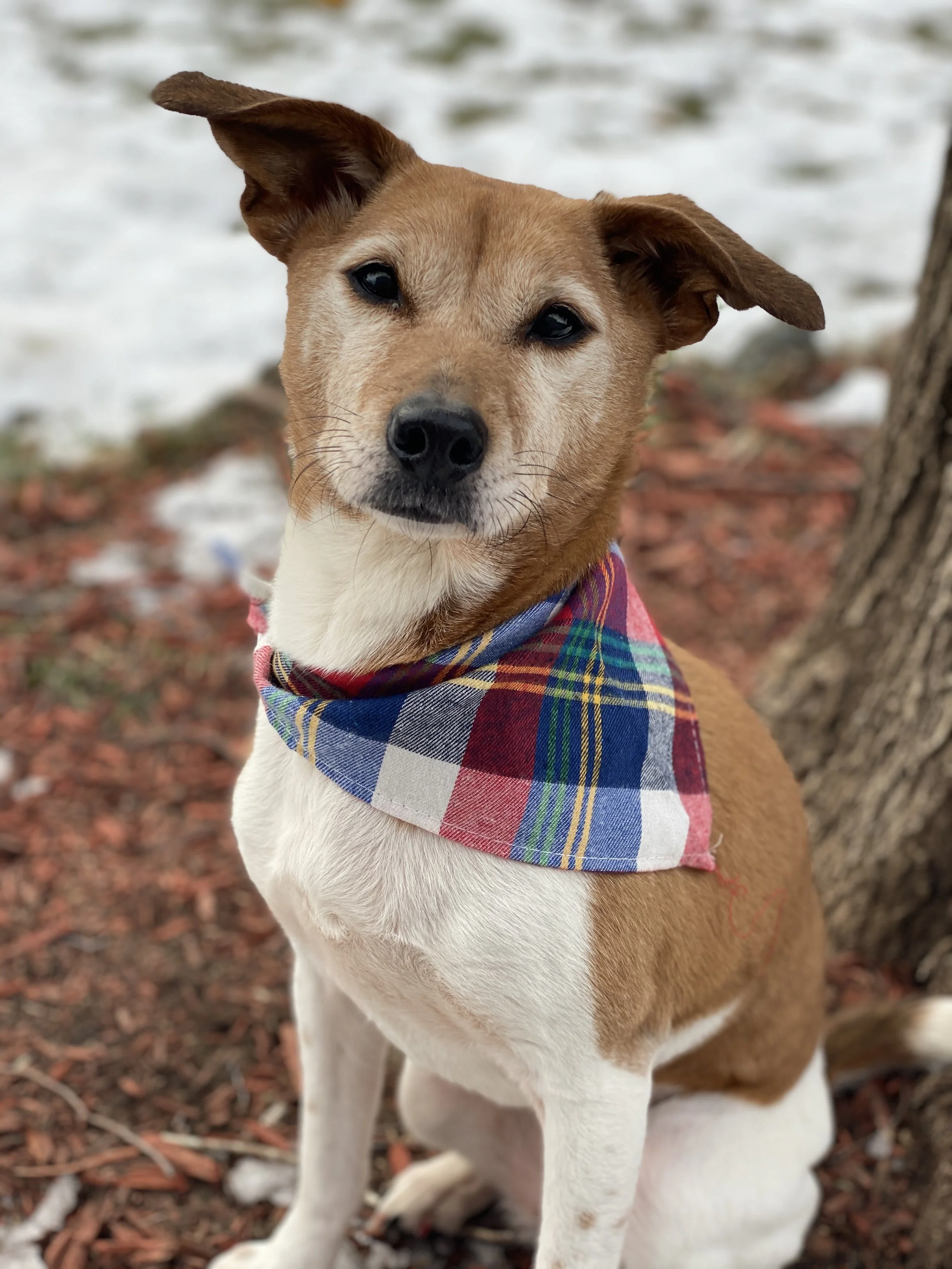 A brown and white dog wearing a colorful plaid bandana around its neck, sitting outdoors near a tree, with snow on the ground in the background.