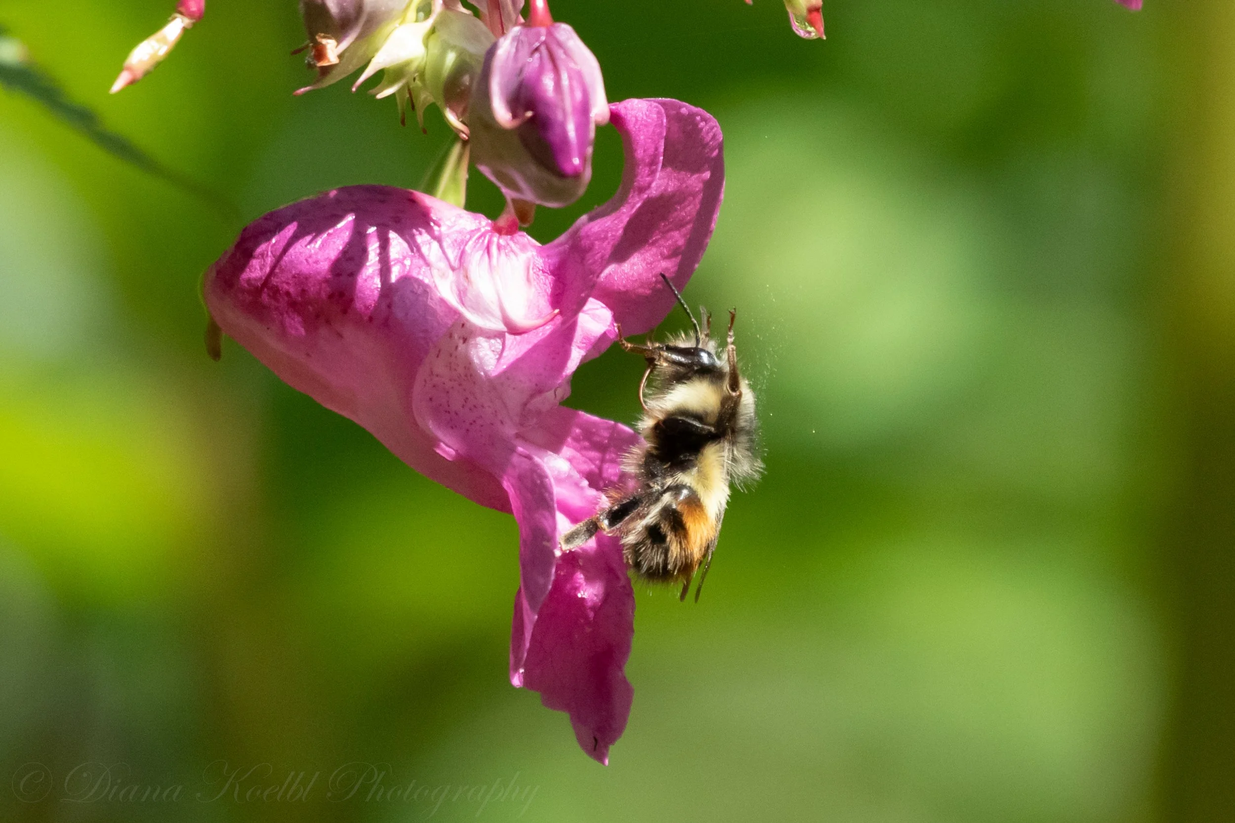 website photo-51.jpg