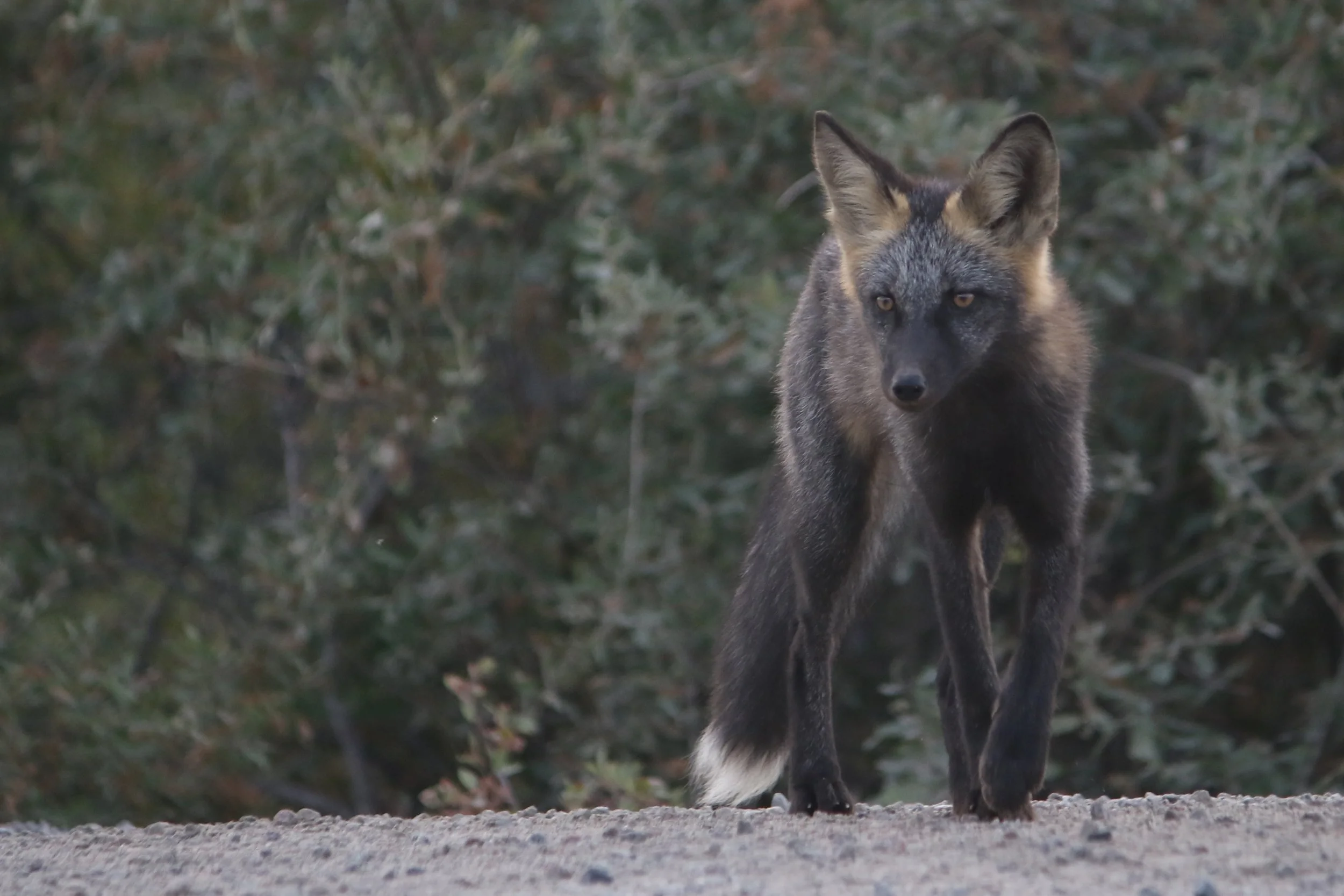 The cross fox