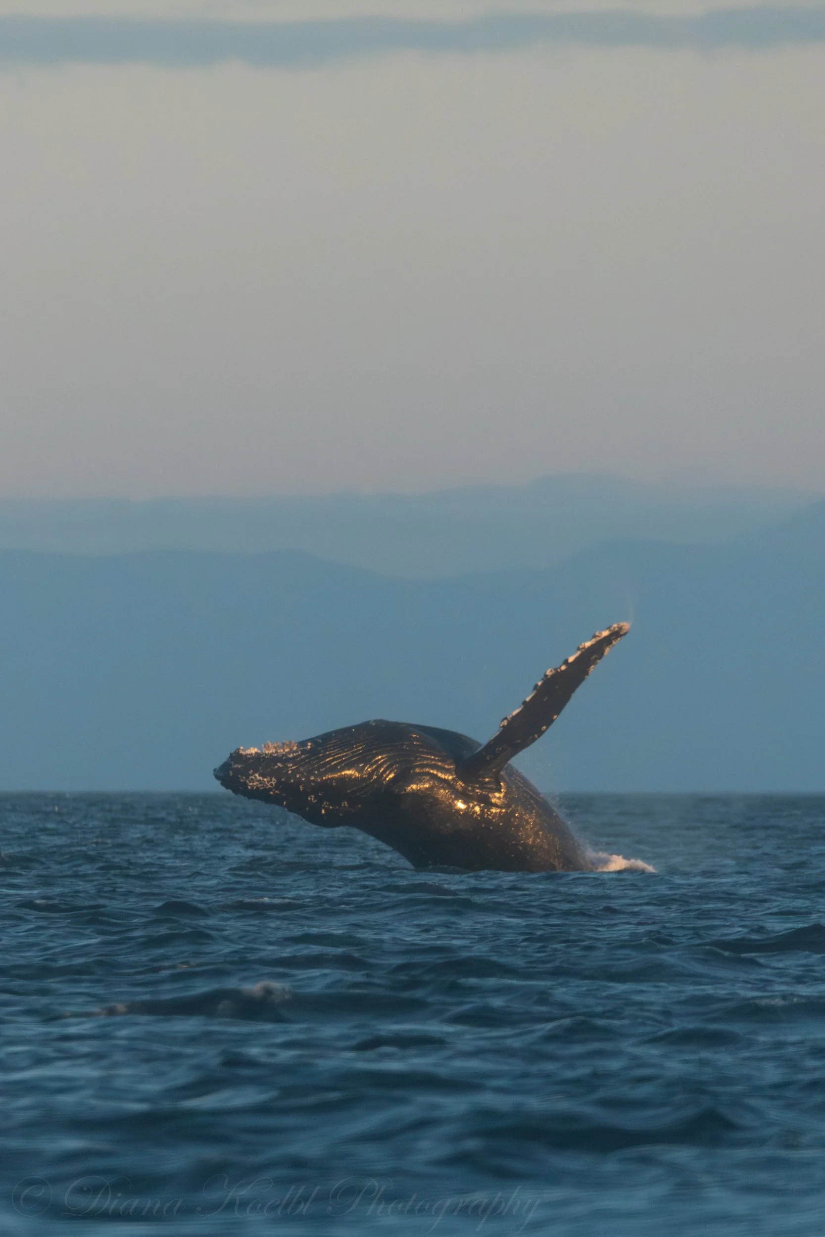 Breaching into the sunset