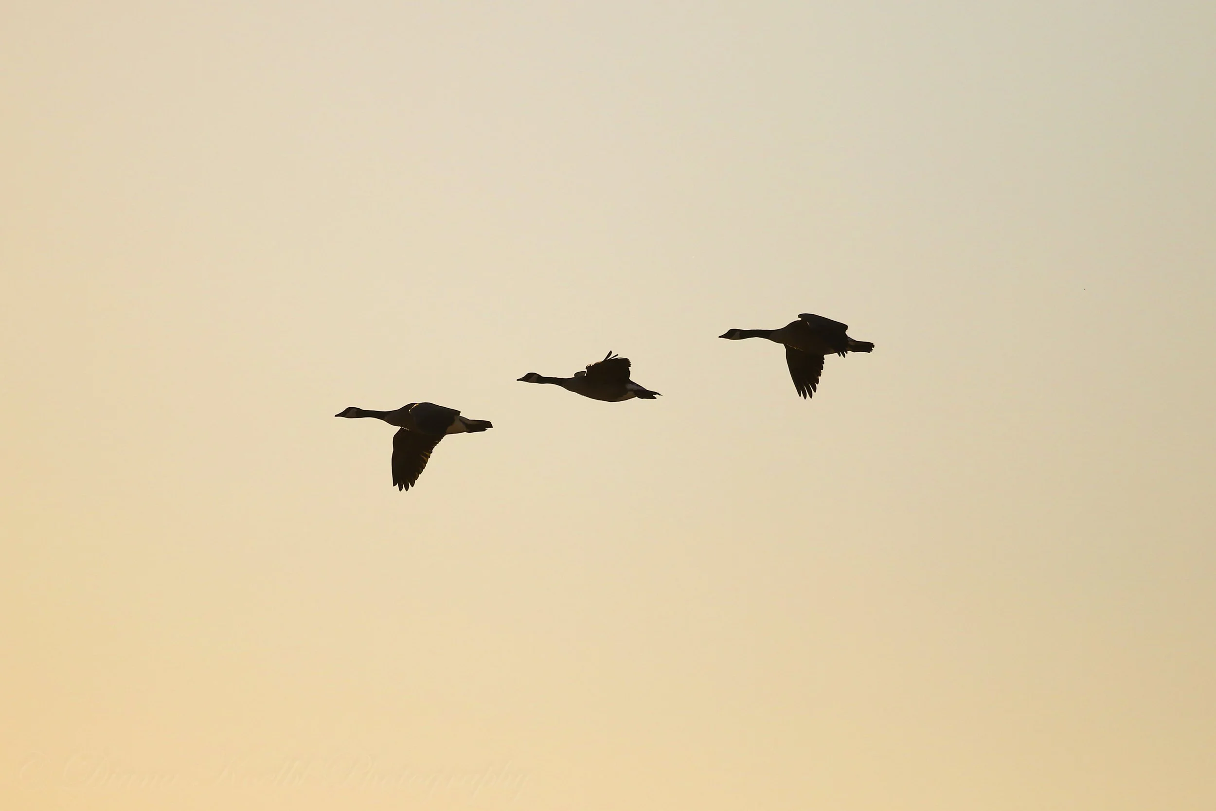 Silhouettes