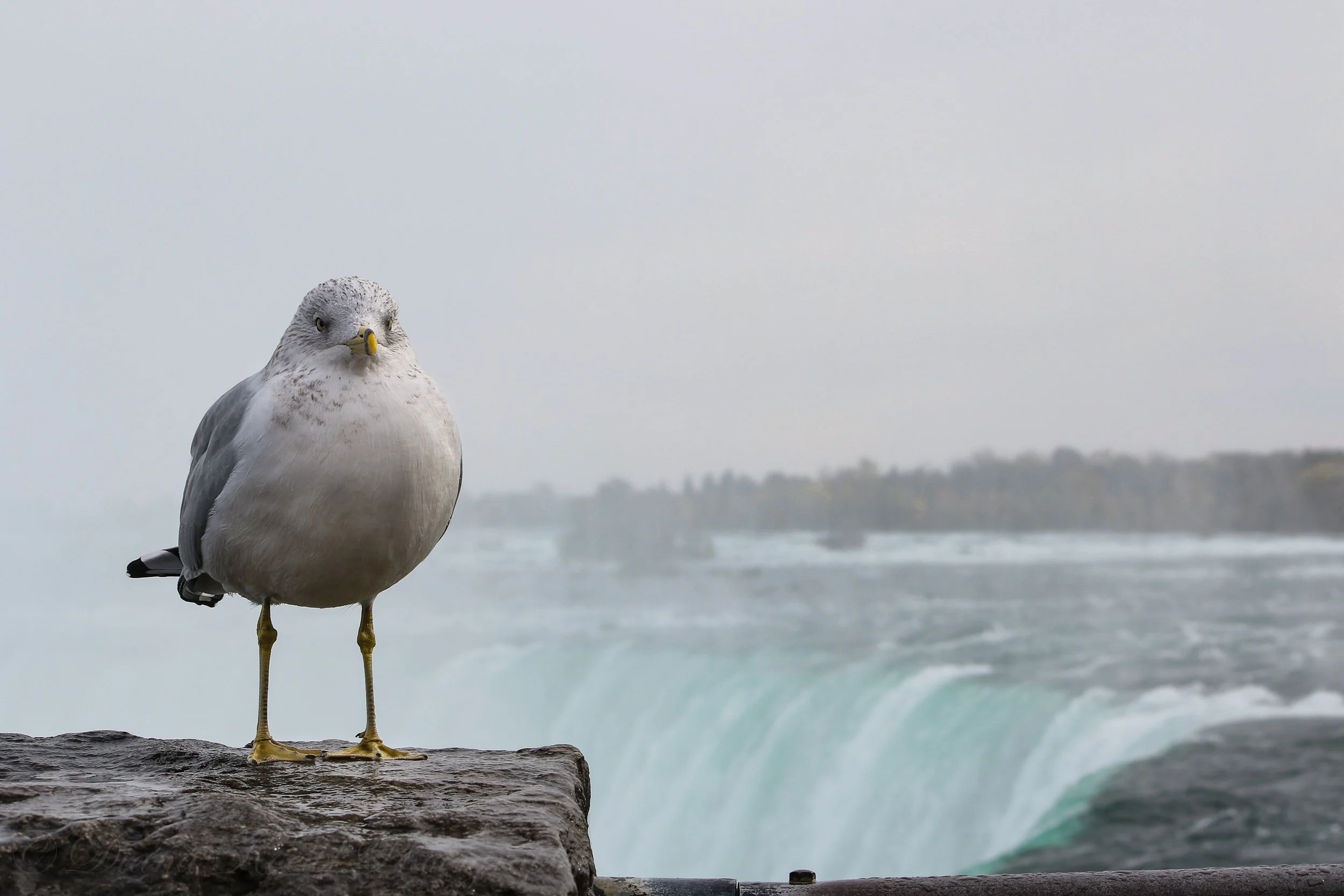 The guardian of Niagra Falls