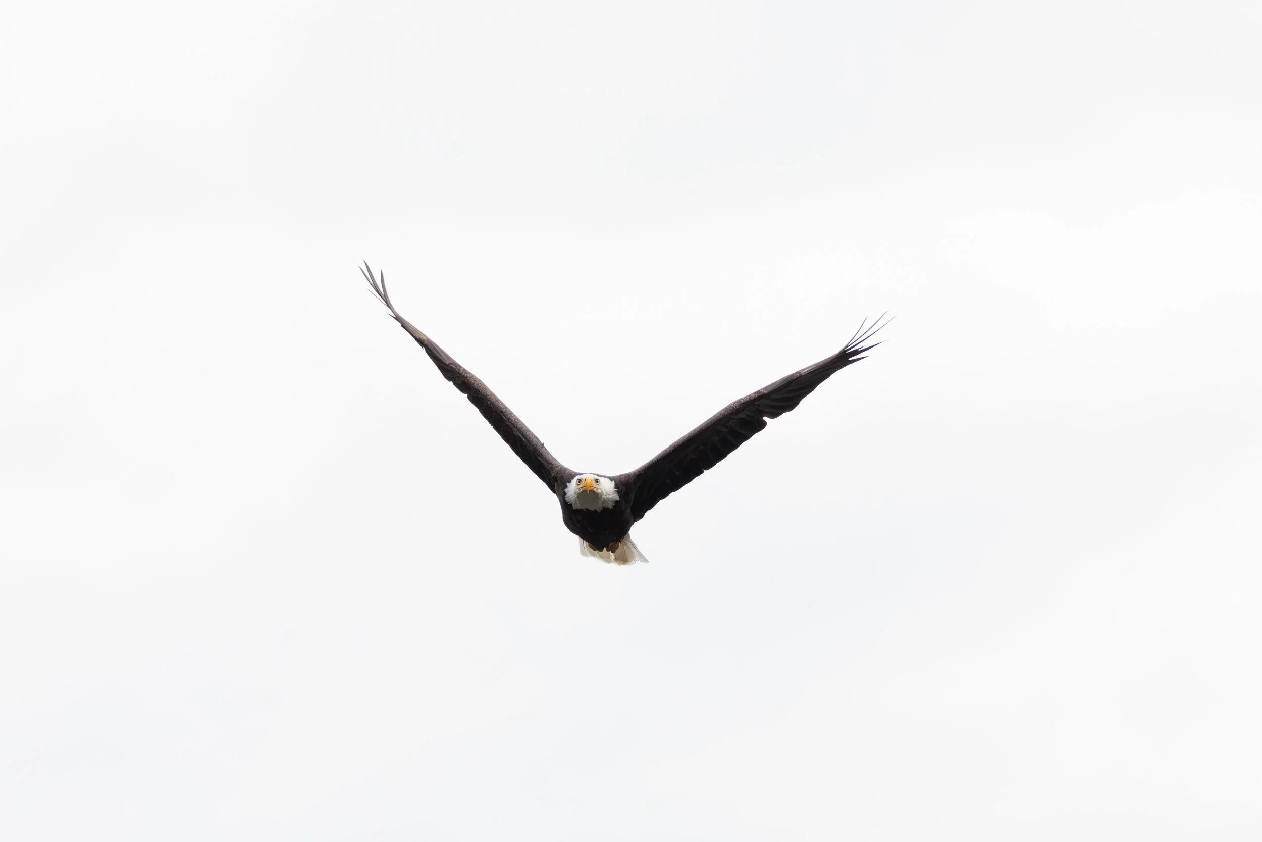 Wildlife