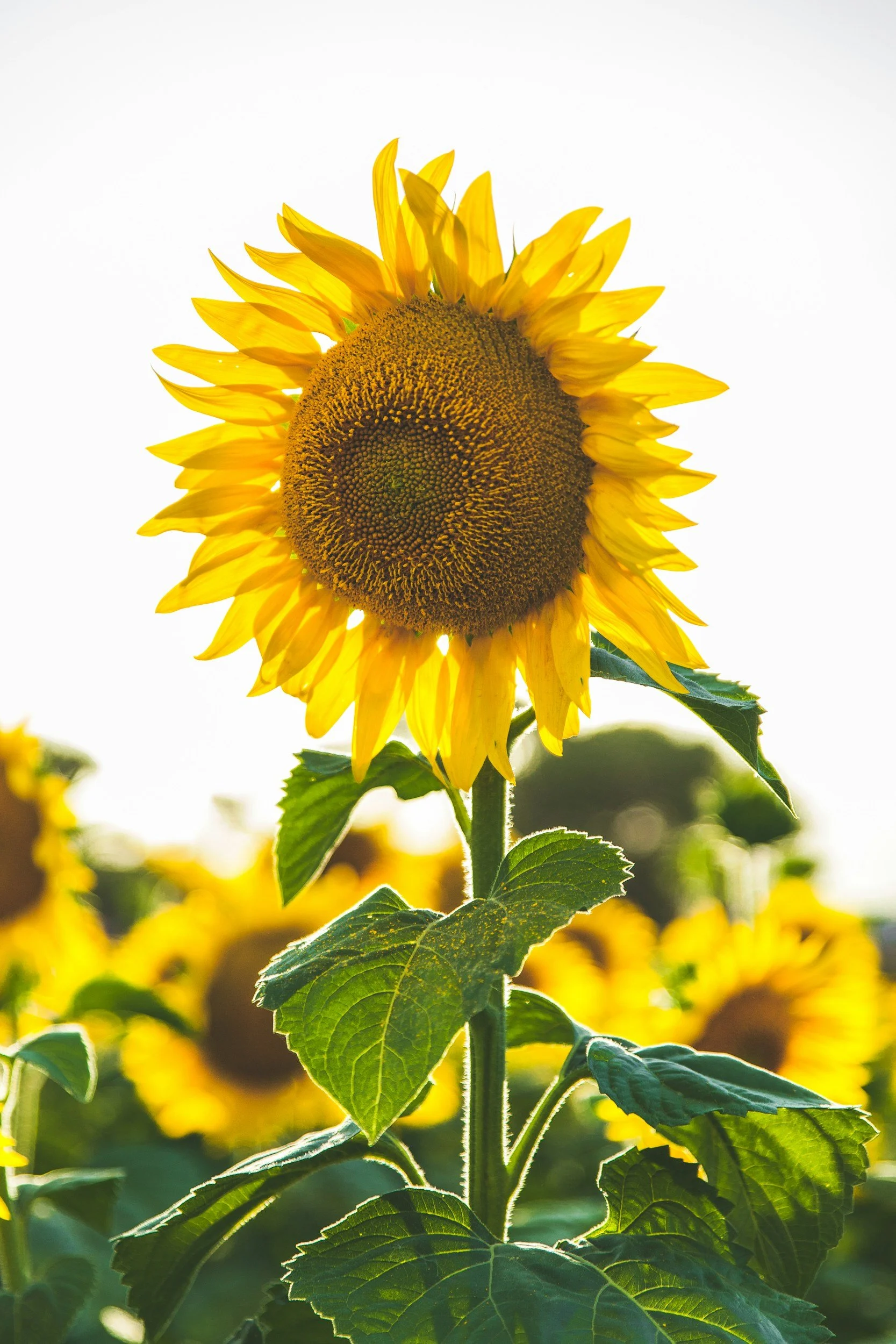 A bright yellow sunflower with a large central disc and green leaves, sunny sky background.