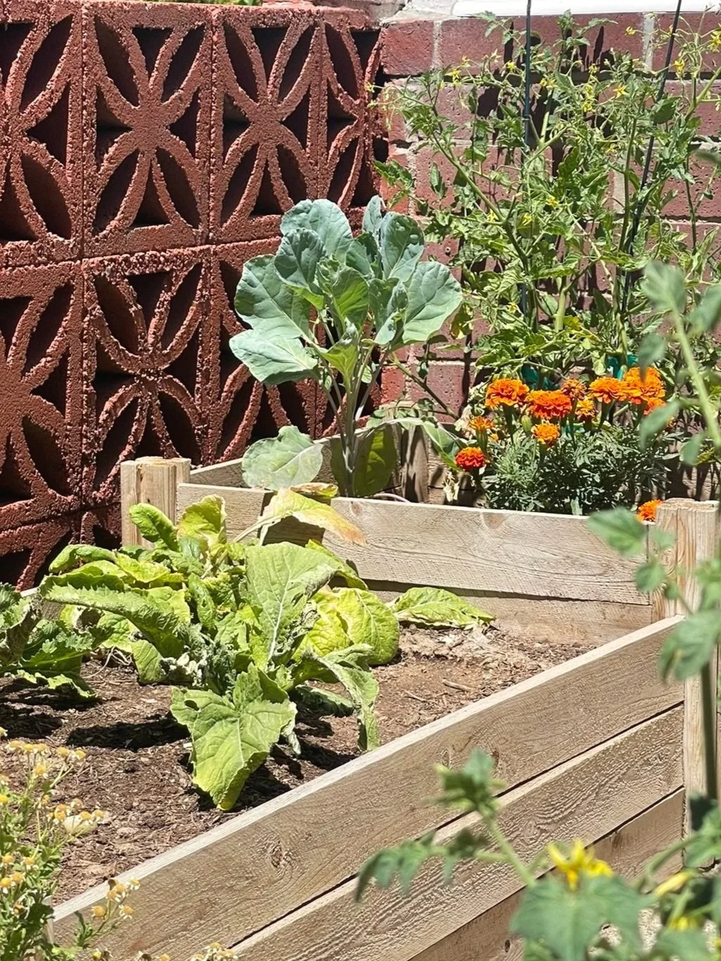 A raised garden bed with green leafy plants, including spinach and lettuce, next to a decorative red brick wall with geometric cutouts, and orange marigold flowers in the background.