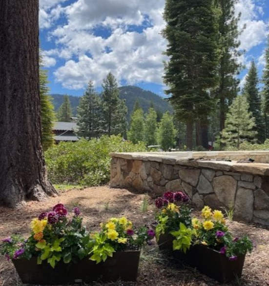 View of a natural outdoor setting with tall pine trees, a stone retaining wall, and a mountain in the distance. Bright yellow and purple flowers are in black planters in the foreground, under a partly cloudy sky.