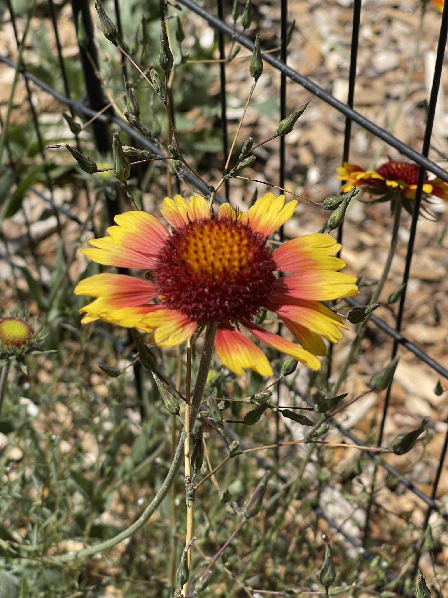 A yellow and red flower with market and green buds behind a black metal fence, with a blurry ground background.