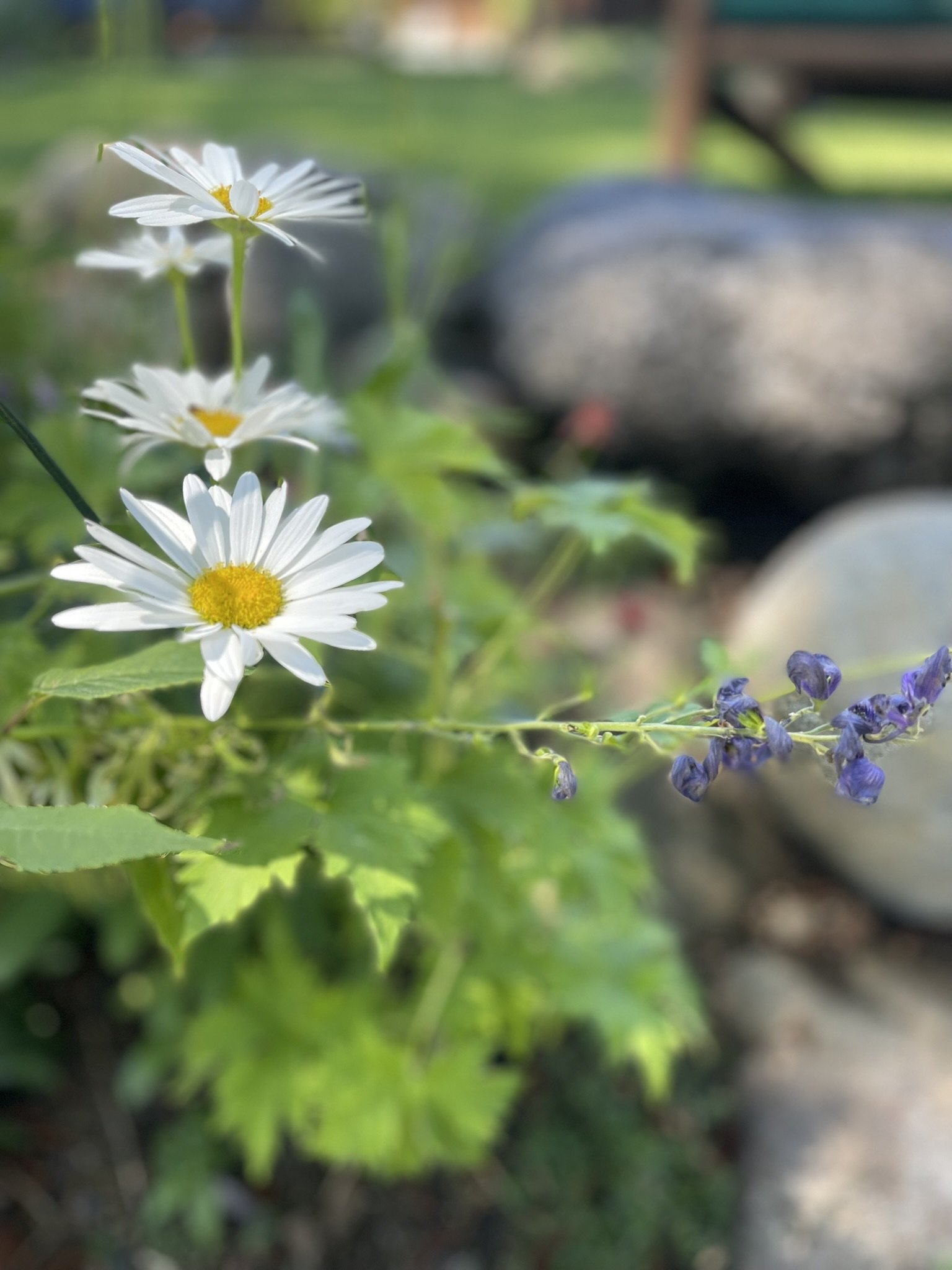 Close-up of white daisy flowers with yellow centers in a garden.