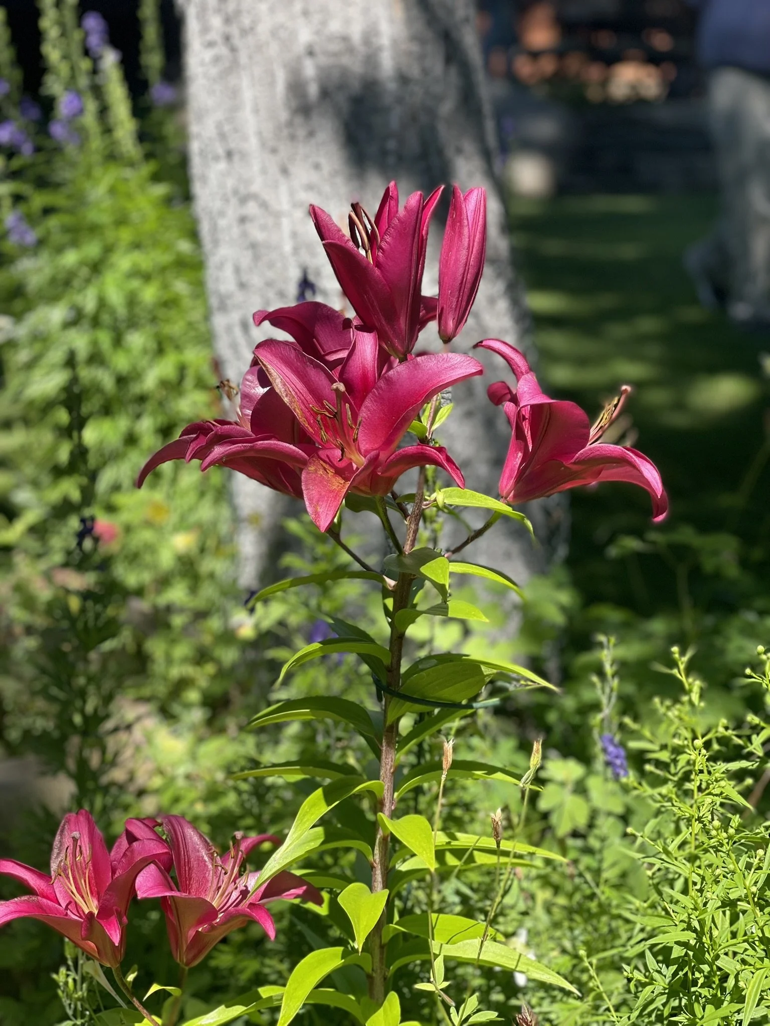 Close-up of a pink lily flower in a garden with green leaves and blurred background.