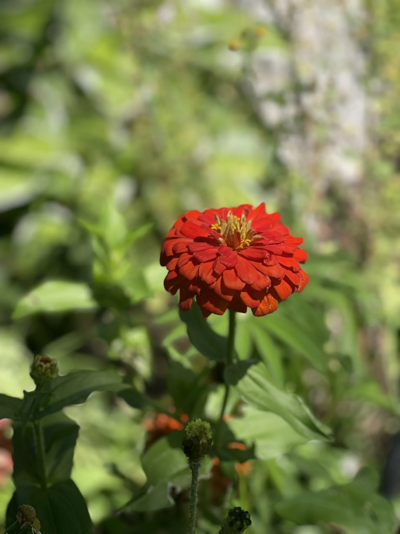 Close-up of an orange flower with yellow stamen, surrounded by green foliage.