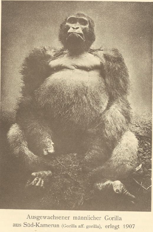 Fully grown male gorilla from southern Cameroon, killed in 1907. Source: Jasper von Oertzen, In Wildnis und Gefangenschaft: Kameruner Tierstudie, 1913, p.5.