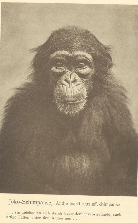 A chimpanzee from Jokon,  in Cameroon. Source: Jasper von Oertzen, In Wildnis und Gefangenschaft: Kameruner Tierstudie, 1913.