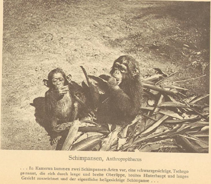 Chimpanzees in Cameroon. Source: Jasper von Oertzen, In Wildnis und Gefangenschaft: Kameruner Tierstudie, 1913.