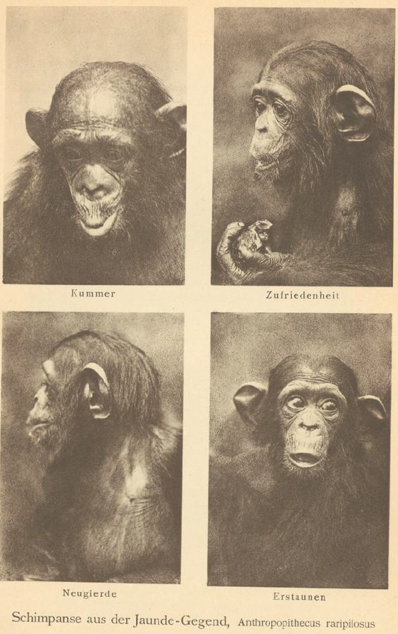 Emotions expressed by chimpanzees: (top left) grief, then (top right) contentment, (bottom left) curiosity, and finally (bottom right) astonishment. Chimpanzee from the Yaoundé area, Anthropithecus raripilosus. All great apes have expressive facial e