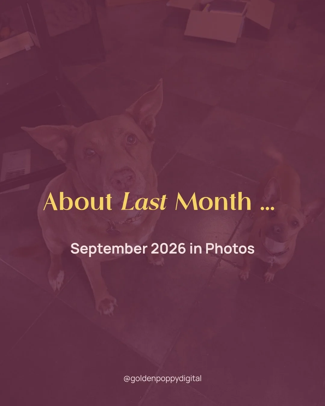 September was absolutely BANANAS 🍌

From wondering whether school would actually start to family visits, four-legged house guests to the Jewish High Holidays, and flaming pastas to Halloween prep, it was a month FULL of surprises, challenges, and ne
