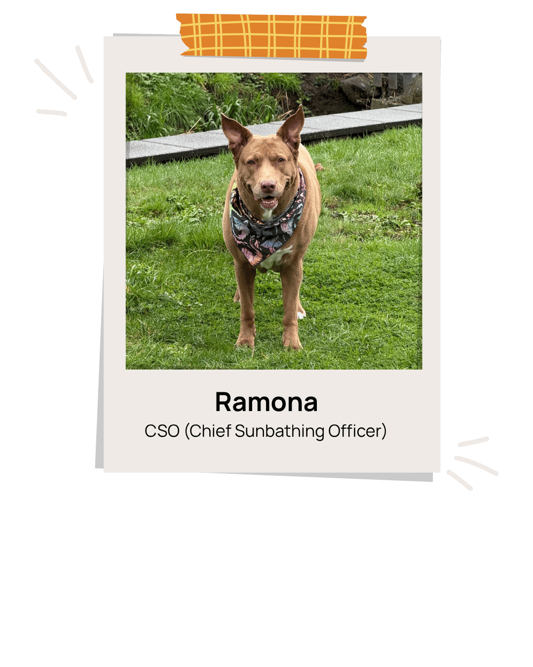 Ramona the dog standing in the grass in frame