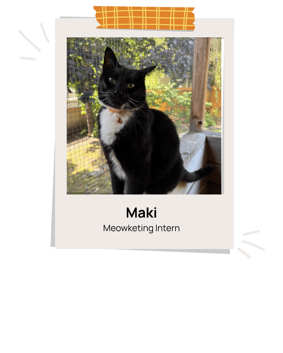 Maki the cat in frame