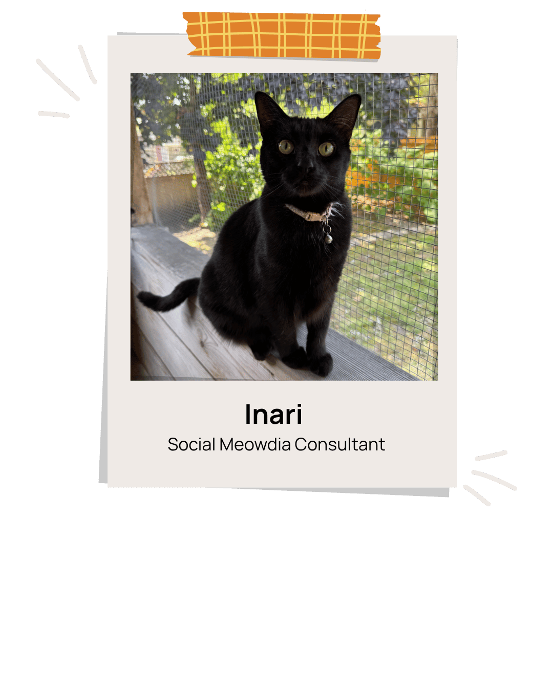 Inari the cat in a frame.